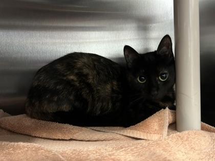 Carmen, a Adoptable mixed breed in Scotia, NY image 2/2