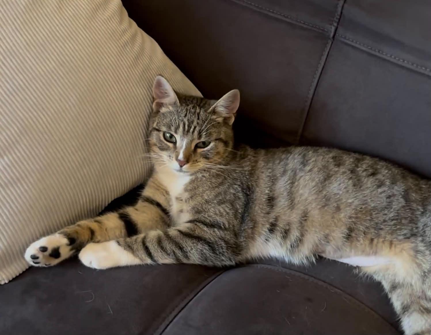 Enlarge Rubina, a Adoptable Domestic Short Hair in Staten Island, NY image 1/3