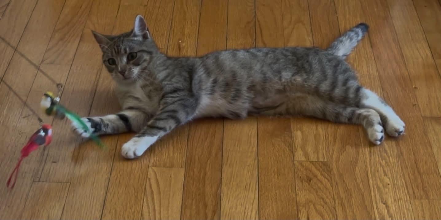 Enlarge Rubina, a Adoptable Domestic Short Hair in Staten Island, NY image 2/3