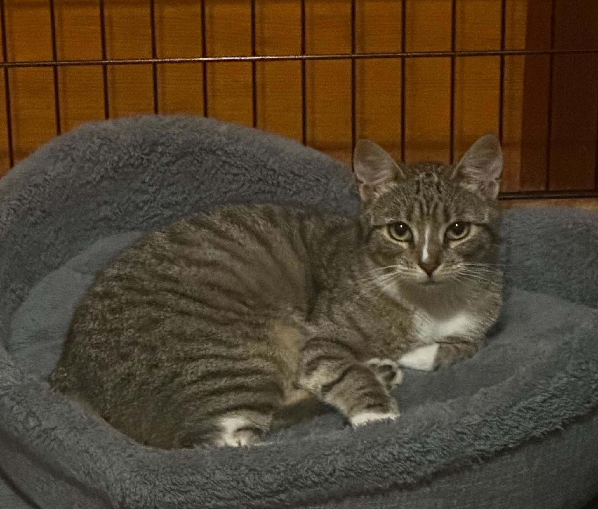 Enlarge Rubina, a Adoptable Domestic Short Hair in Staten Island, NY image 3/3