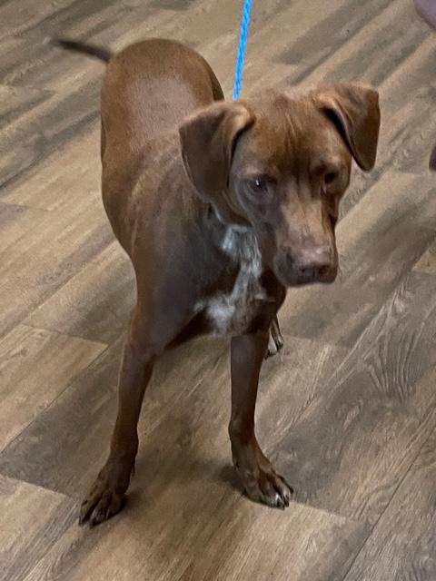 Jekyll, Young Male Chocolate Labrador Retriever