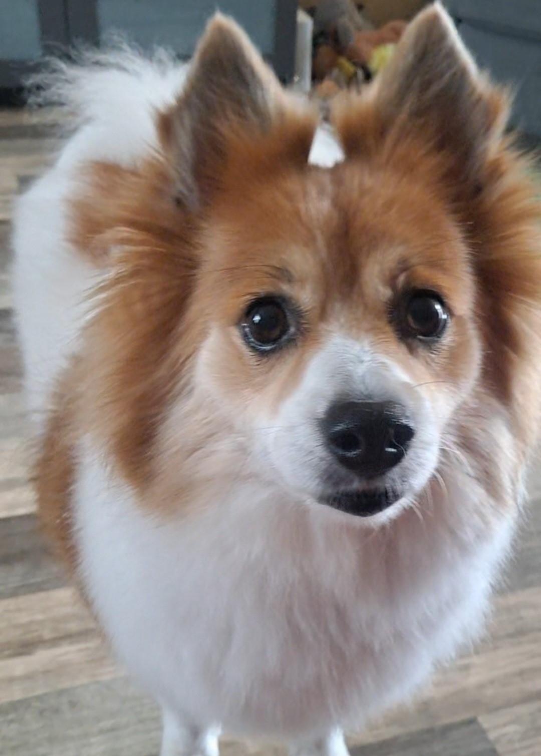 Delilah, an adoptable Spitz in Fairview Park, OH, 44126 | Photo Image 1