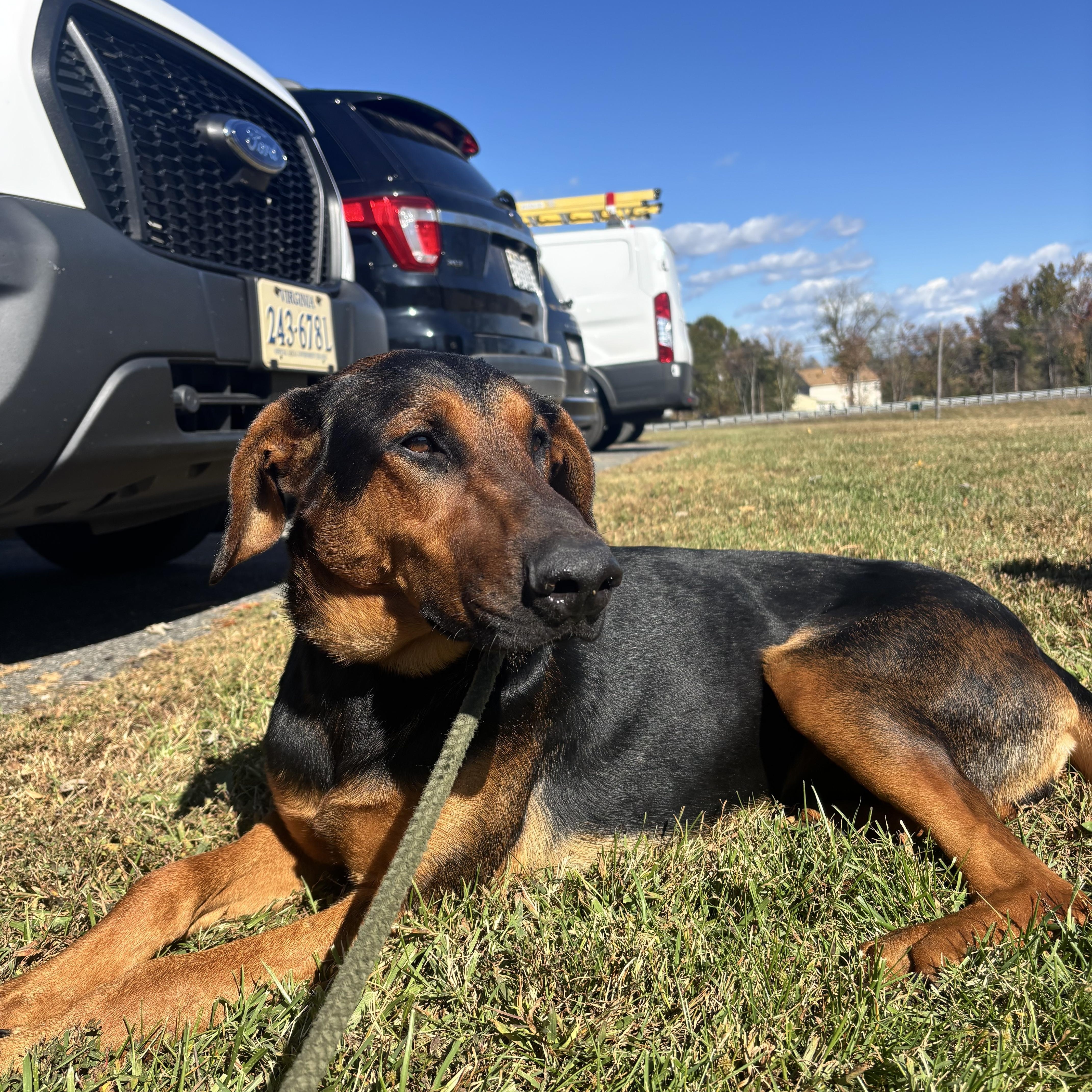 Onyx, a Adoptable mixed breed in Culpeper, VA image 4/6