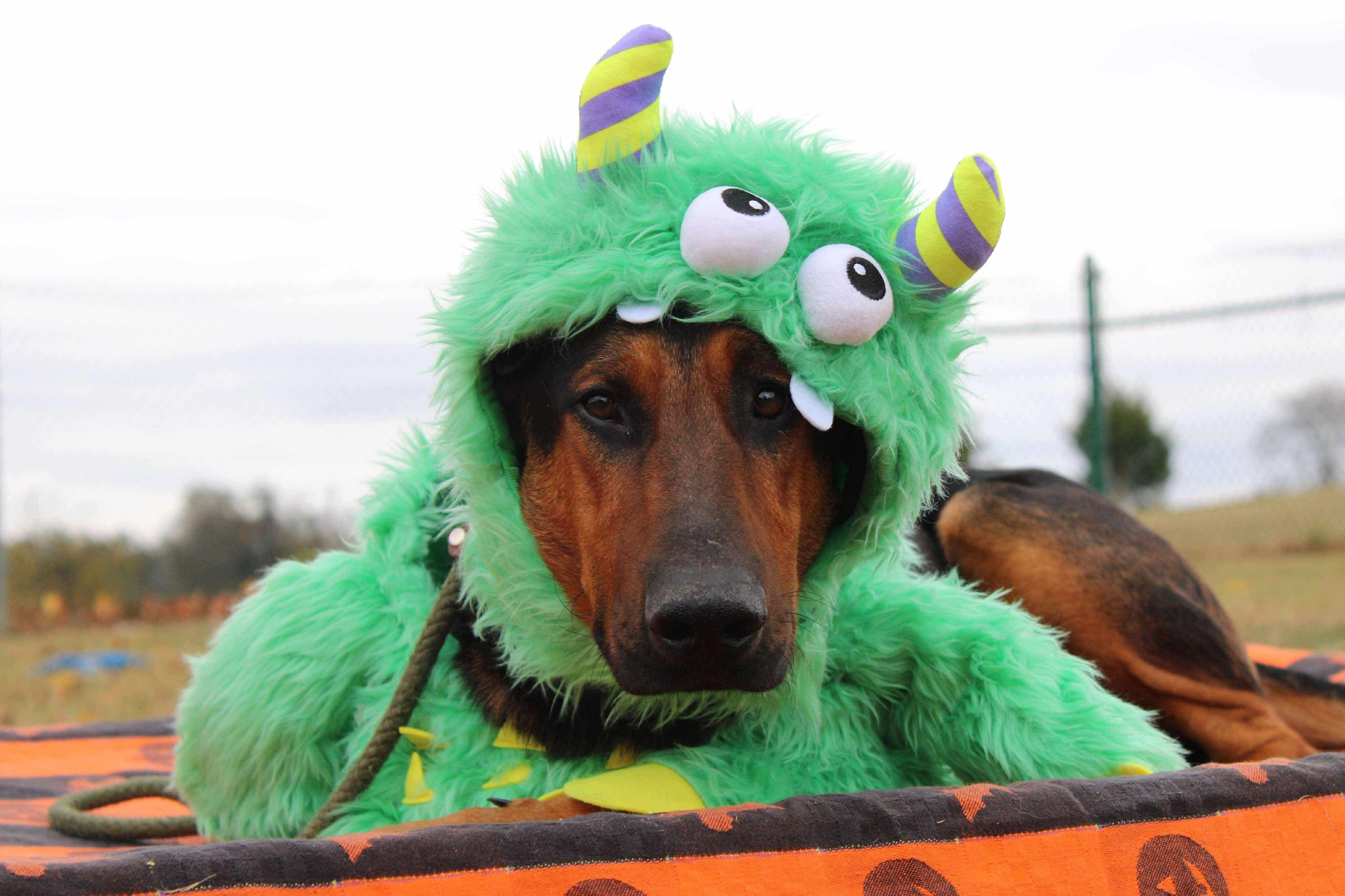 Onyx, a Adoptable mixed breed in Culpeper, VA image 3/6