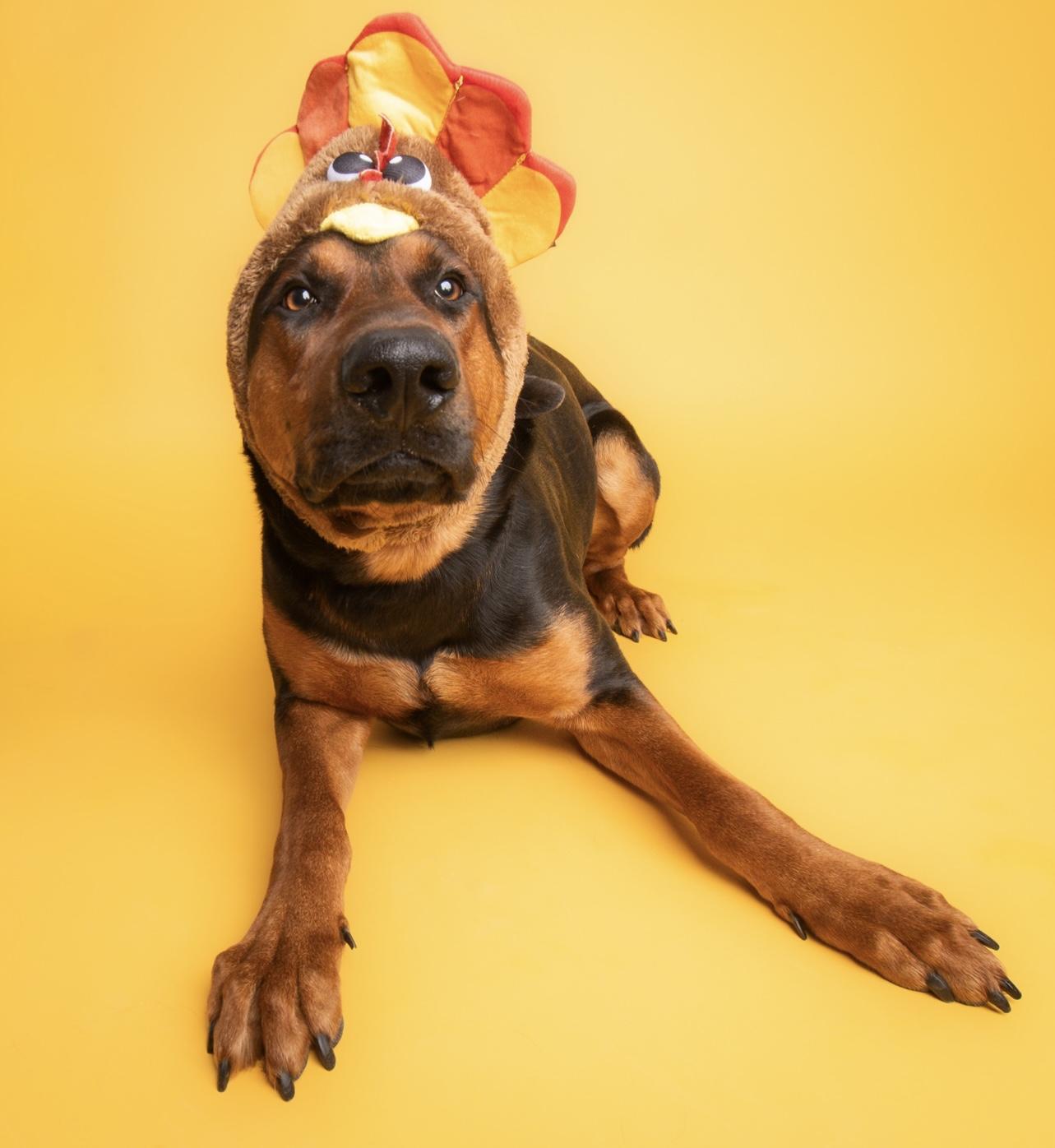 Onyx, a Adoptable mixed breed in Culpeper, VA image 2/6