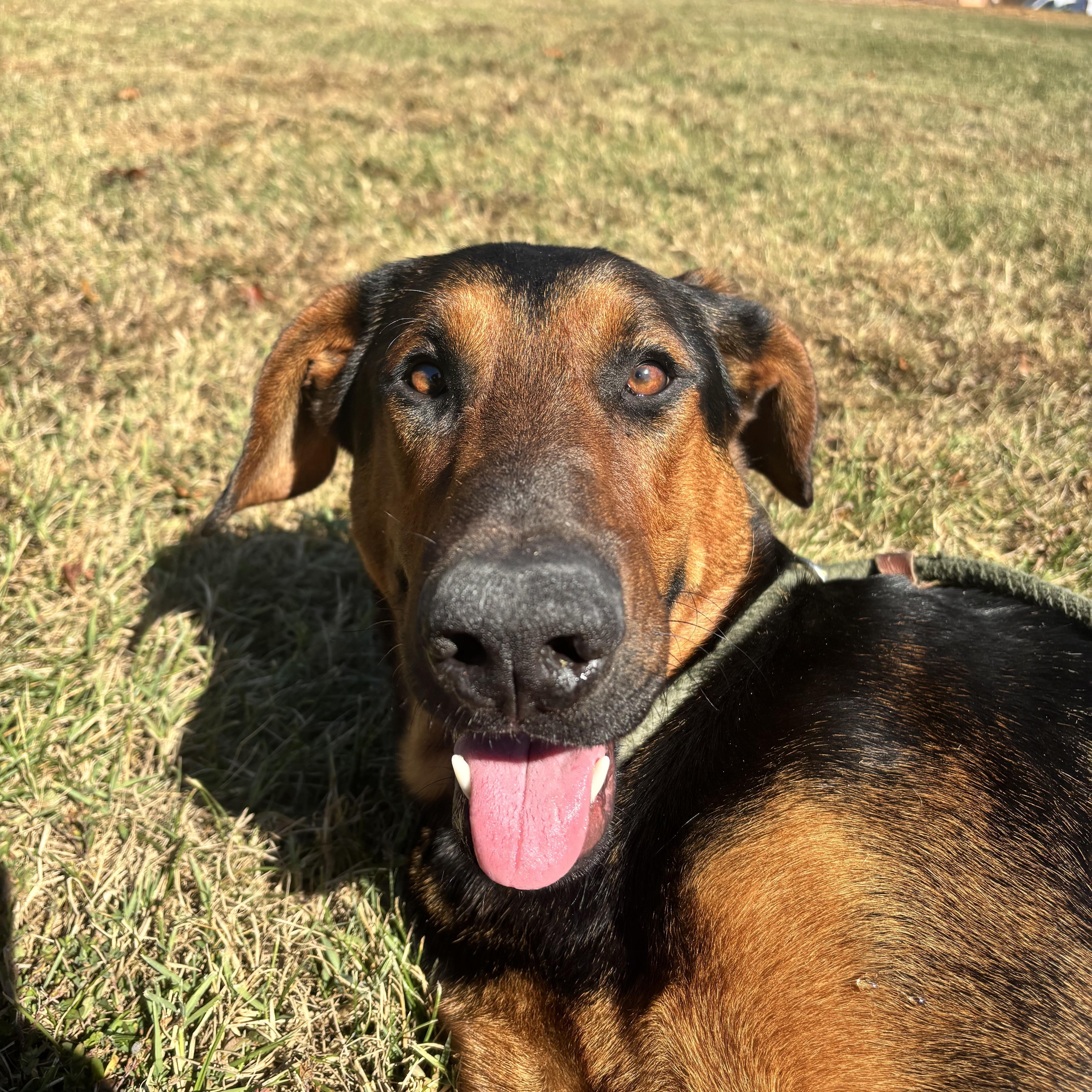Onyx, a Adoptable mixed breed in Culpeper, VA image 5/6