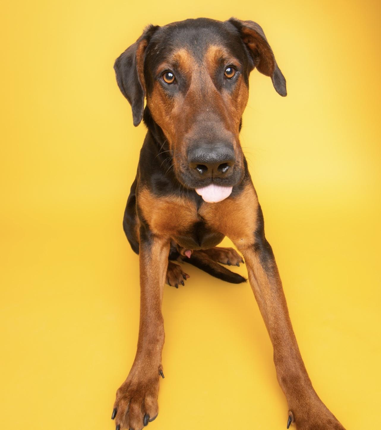 Onyx, a Adoptable mixed breed in Culpeper, VA image 1/6