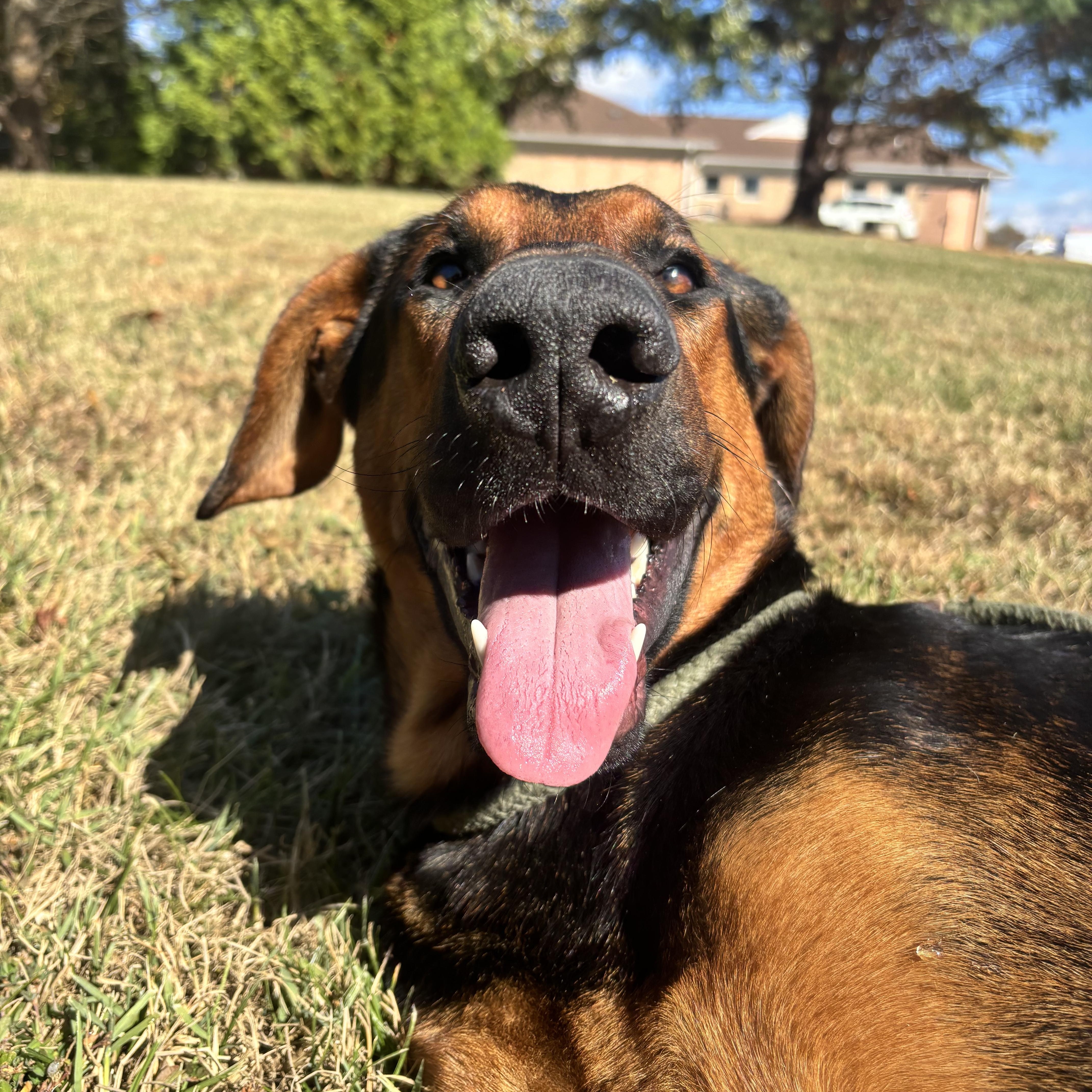 Onyx, a Adoptable mixed breed in Culpeper, VA image 6/6