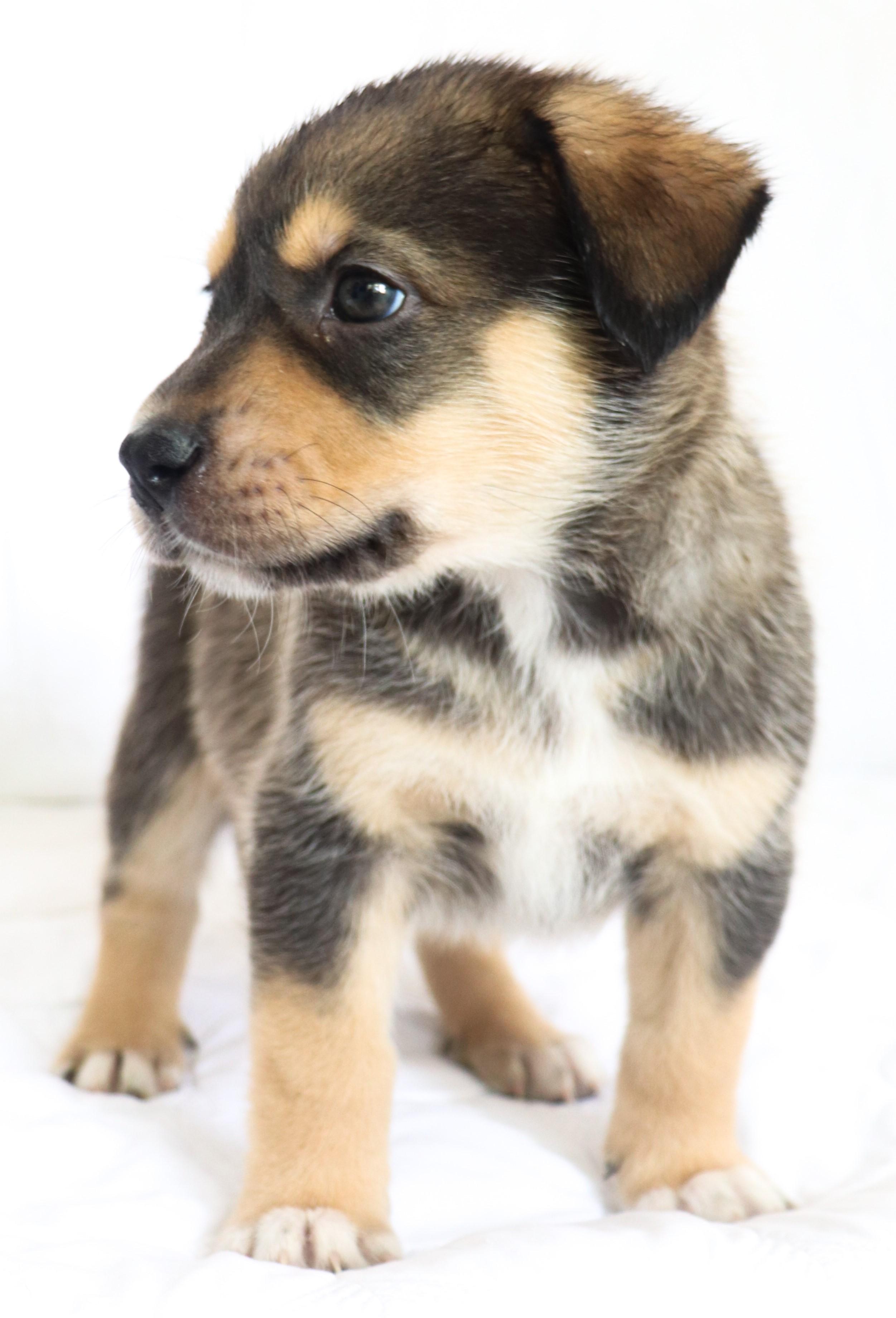 Enlarge Harry (Houdini), an adoptable mixed breed in Saint Paul, MN image 1/6