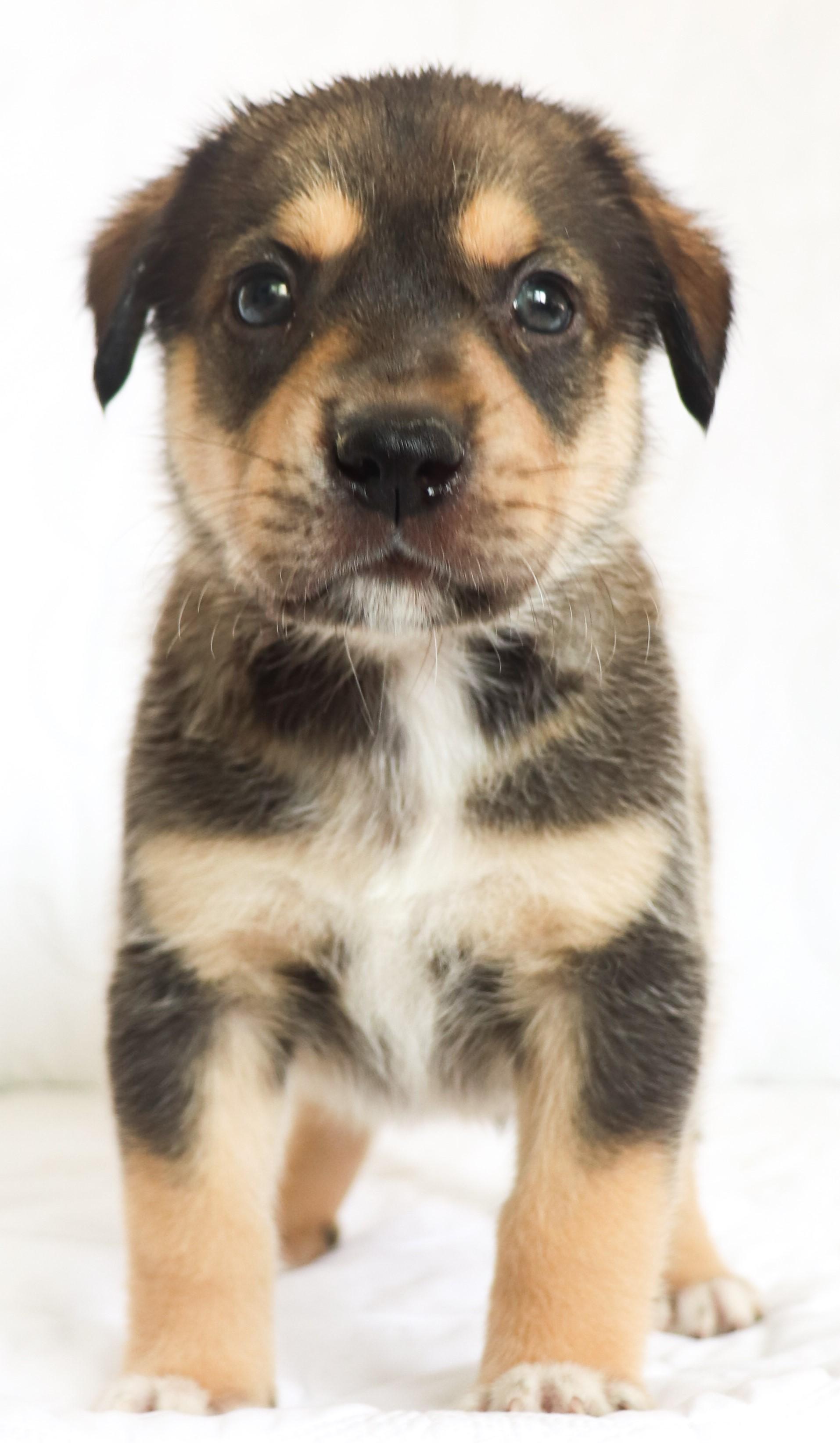 Enlarge Harry (Houdini), an adoptable mixed breed in Saint Paul, MN image 2/6