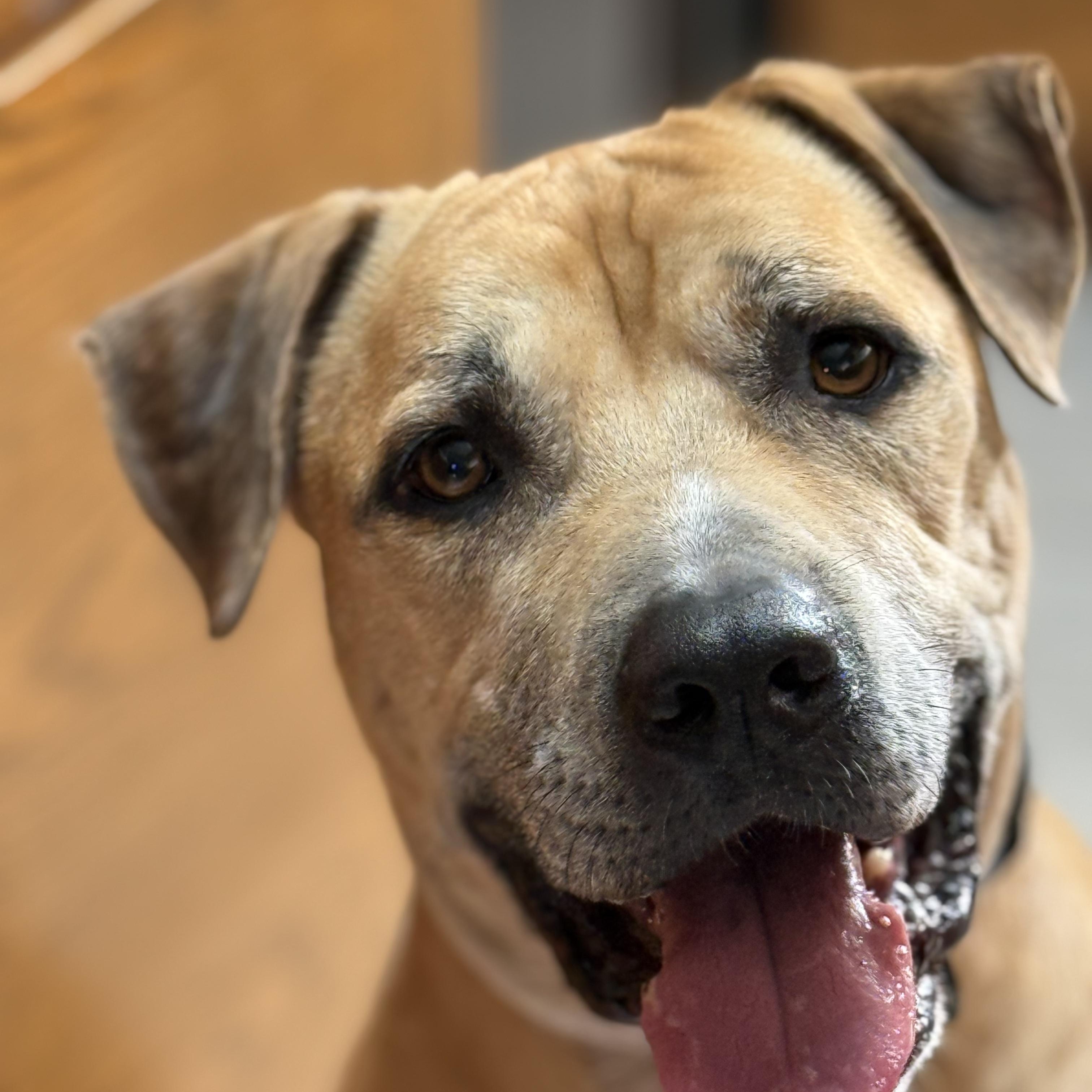 Enlarge Fred, a Adoptable mixed breed in Pleasanton, CA image 1/6