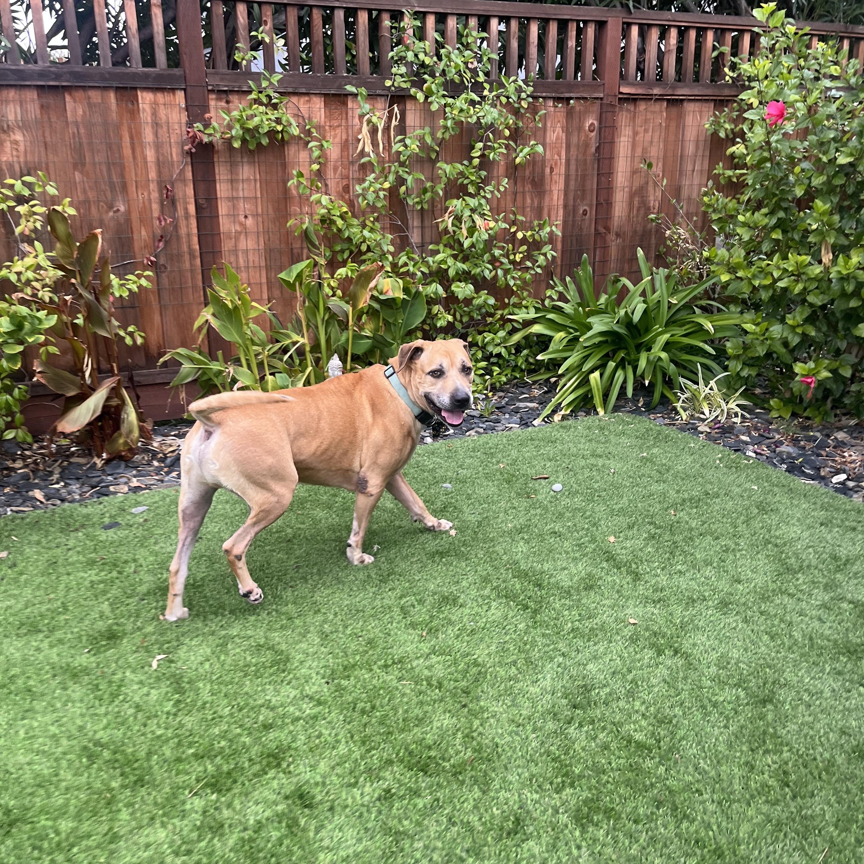 Enlarge Fred, a Adoptable mixed breed in Pleasanton, CA image 5/6