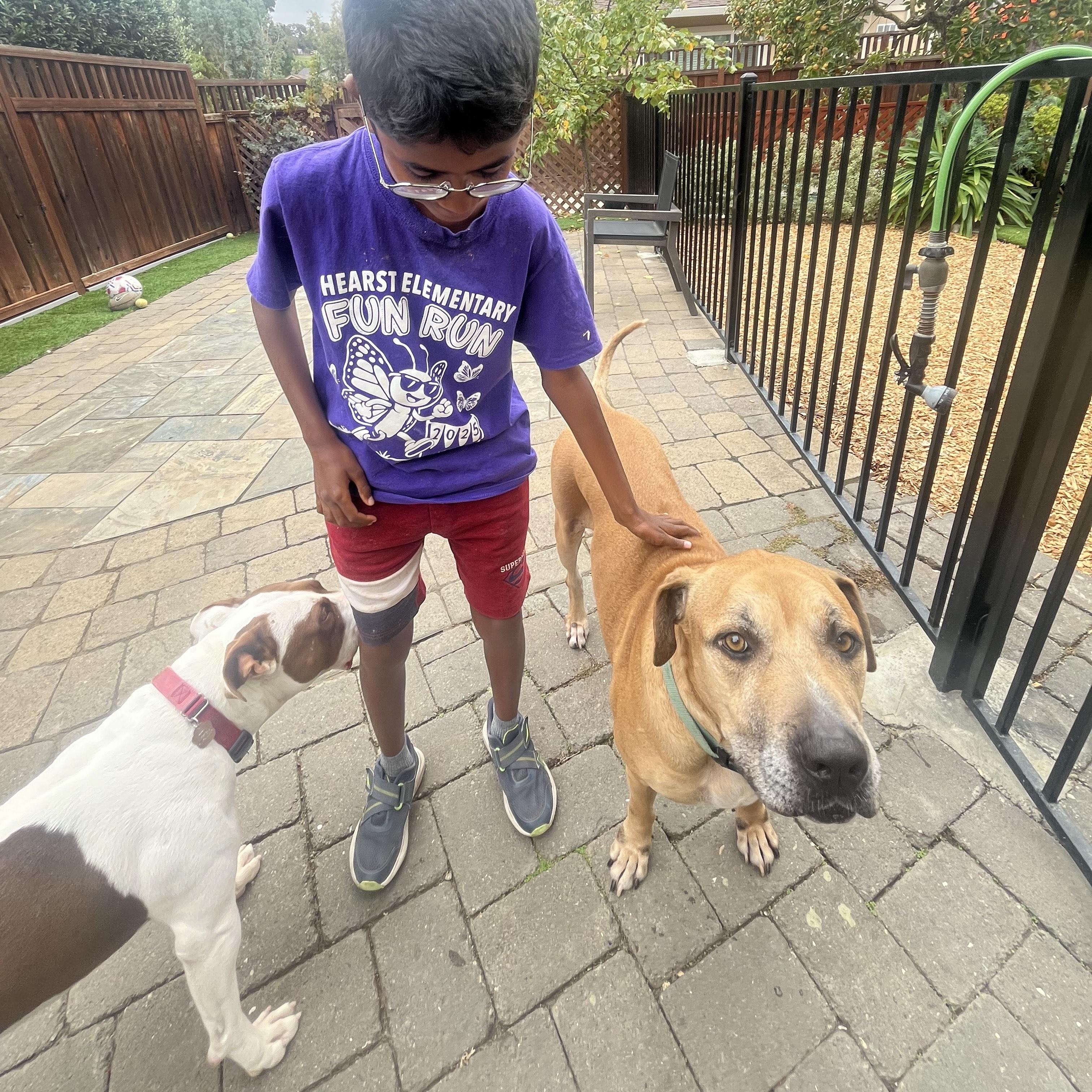 Enlarge Fred, a Adoptable mixed breed in Pleasanton, CA image 6/6