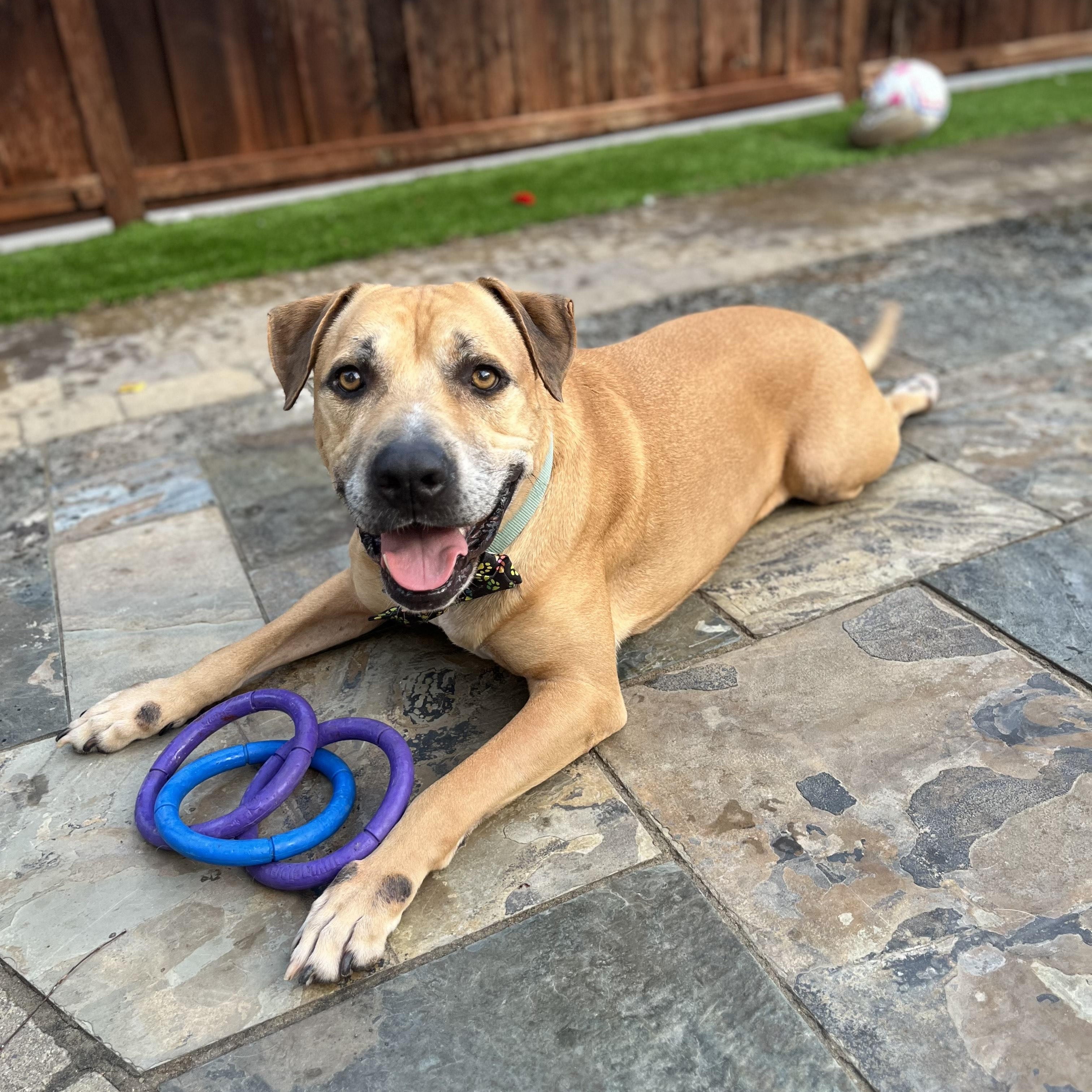 Enlarge Fred, a Adoptable mixed breed in Pleasanton, CA image 4/6