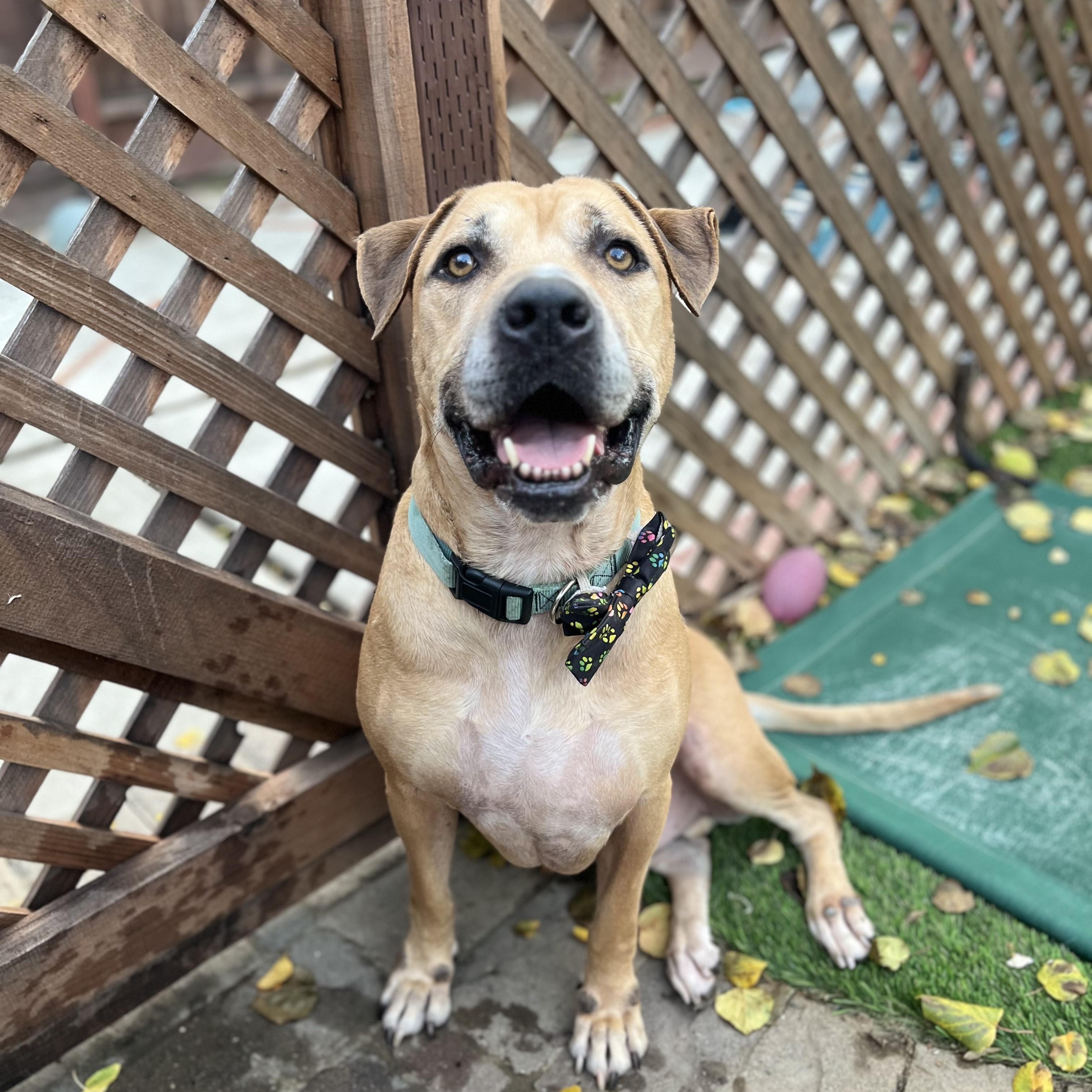 Enlarge Fred, a Adoptable mixed breed in Pleasanton, CA image 2/6