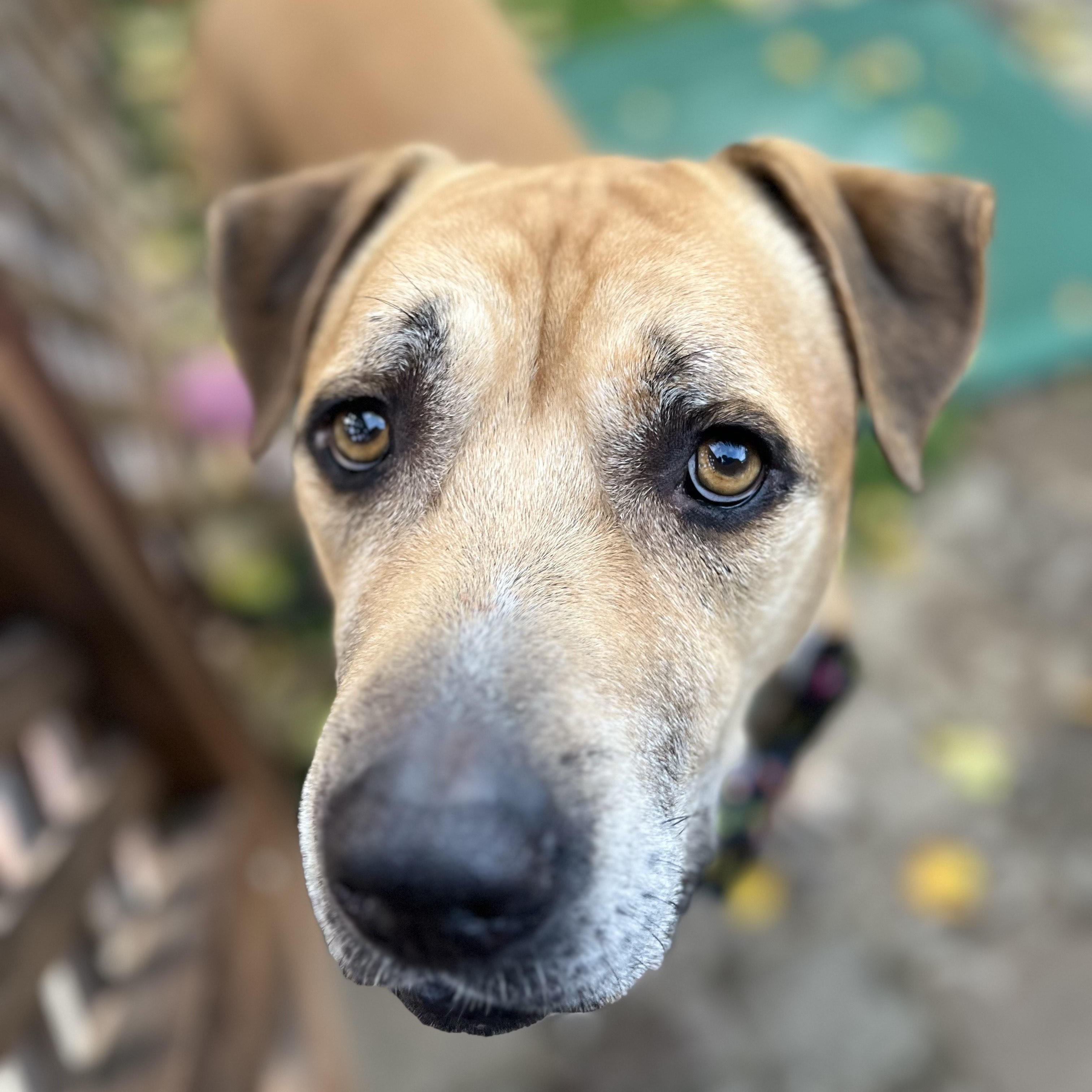 Enlarge Fred, a Adoptable mixed breed in Pleasanton, CA image 3/6