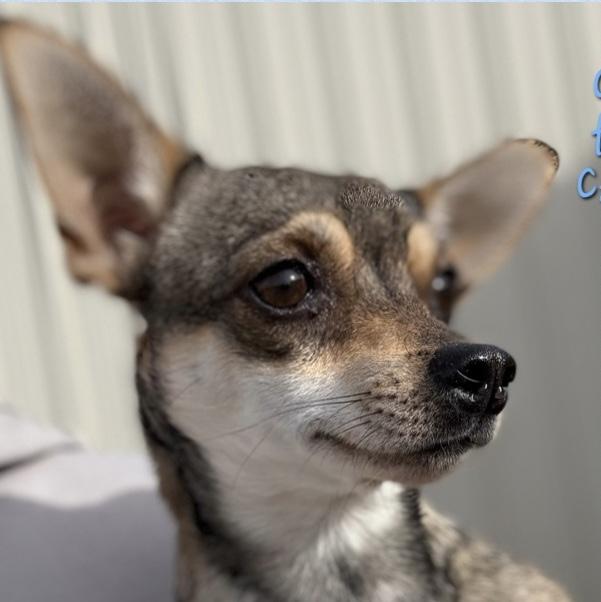 Enlarge CHUCO, a ADOPTABLE mixed breed in fort worth, TX image 3/3