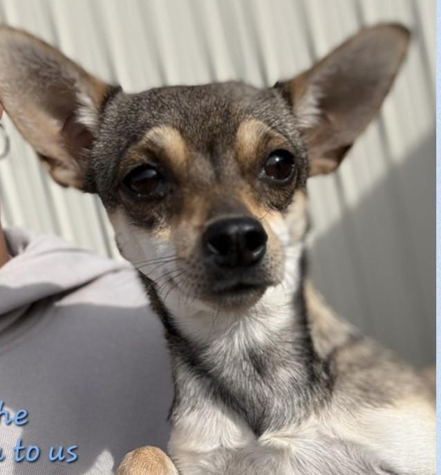 Enlarge CHUCO, a ADOPTABLE mixed breed in fort worth, TX image 2/3