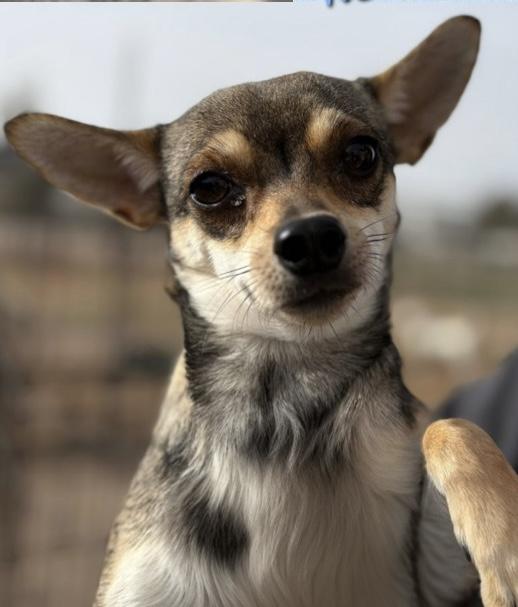 CHUCO, ADOPTABLE, Adult Male Chihuahua & Miniature Dachshund.