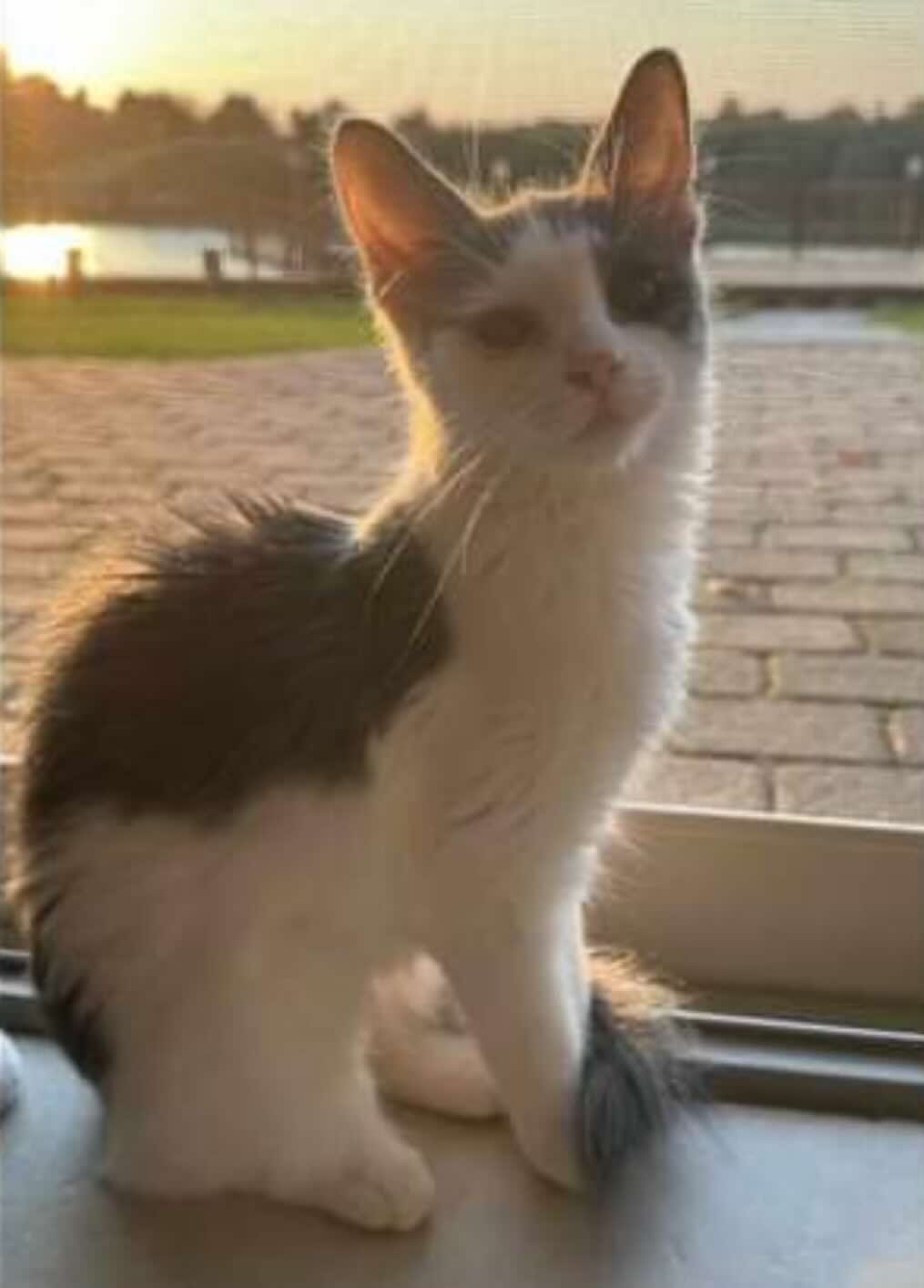 Bella and Zoomie, Baby Female Domestic Medium Hair