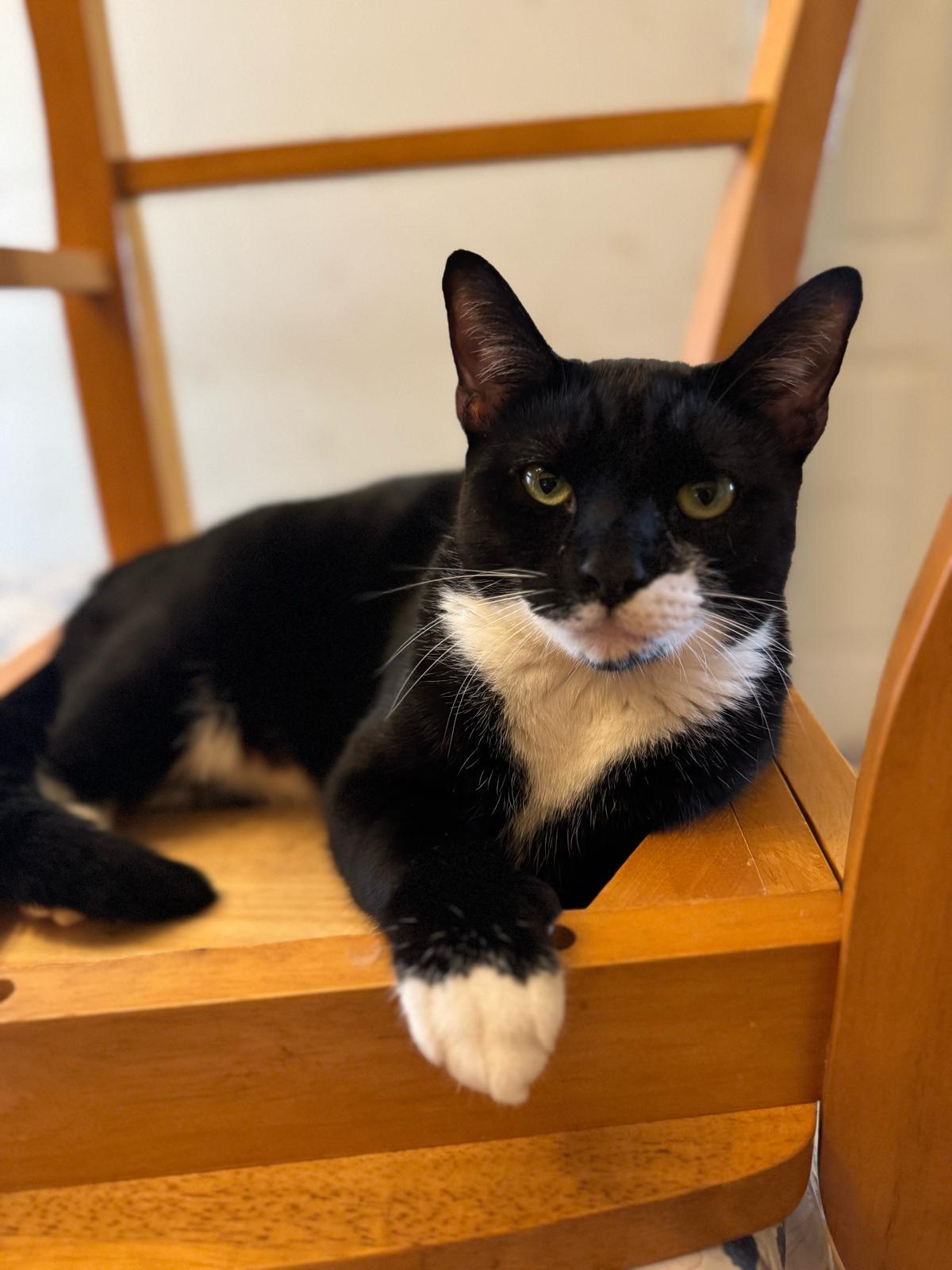 Enlarge Alfie, a Adoptable Domestic Short Hair in Miami, FL image 3/4