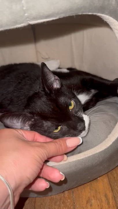 Enlarge Alfie, a Adoptable Domestic Short Hair in Miami, FL video 2/4