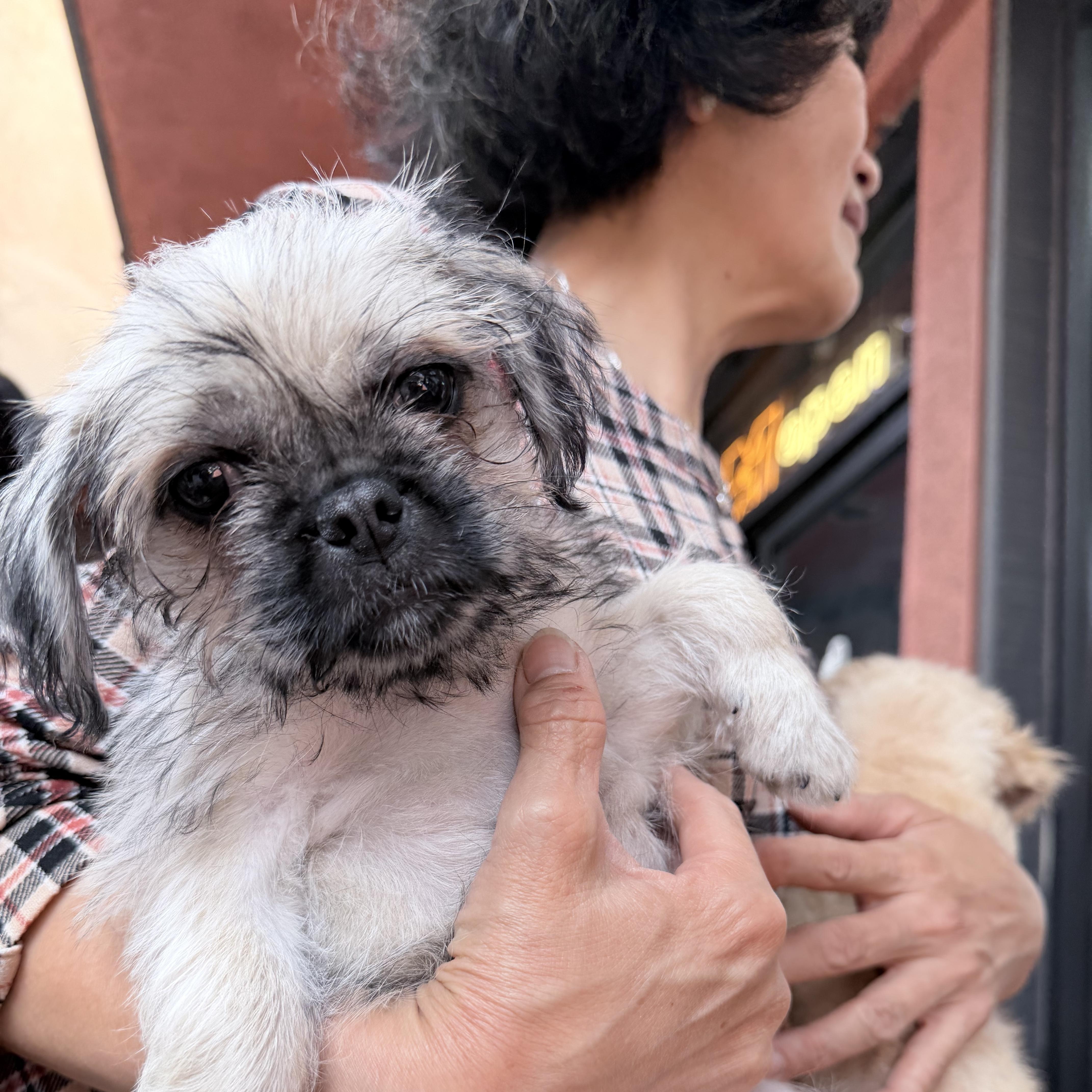 Enlarge Chloe, a ADOPTABLE mixed breed in West Covina, CA image 4/6