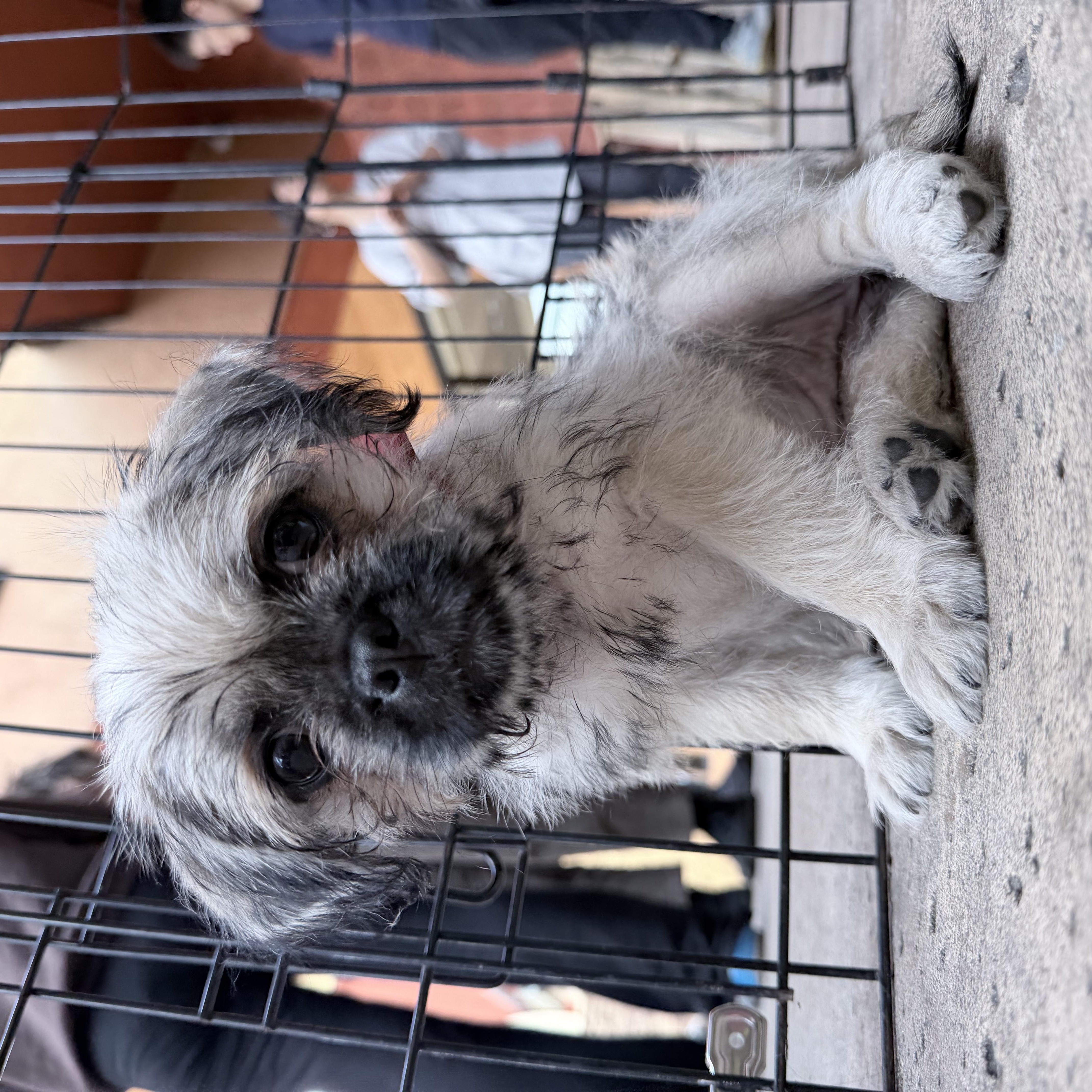 Enlarge Chloe, a ADOPTABLE mixed breed in West Covina, CA image 5/6
