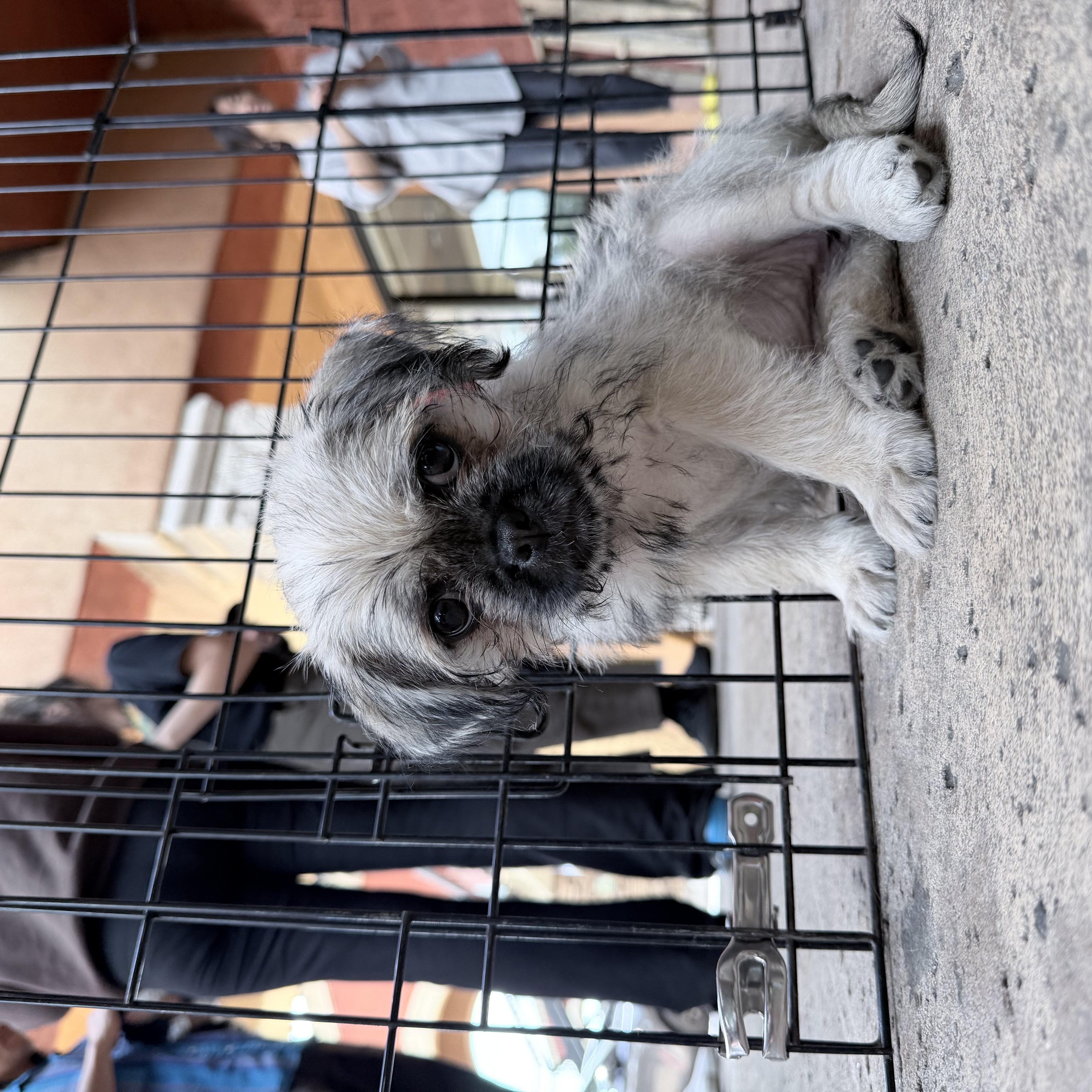 Enlarge Chloe, a ADOPTABLE mixed breed in West Covina, CA image 3/6