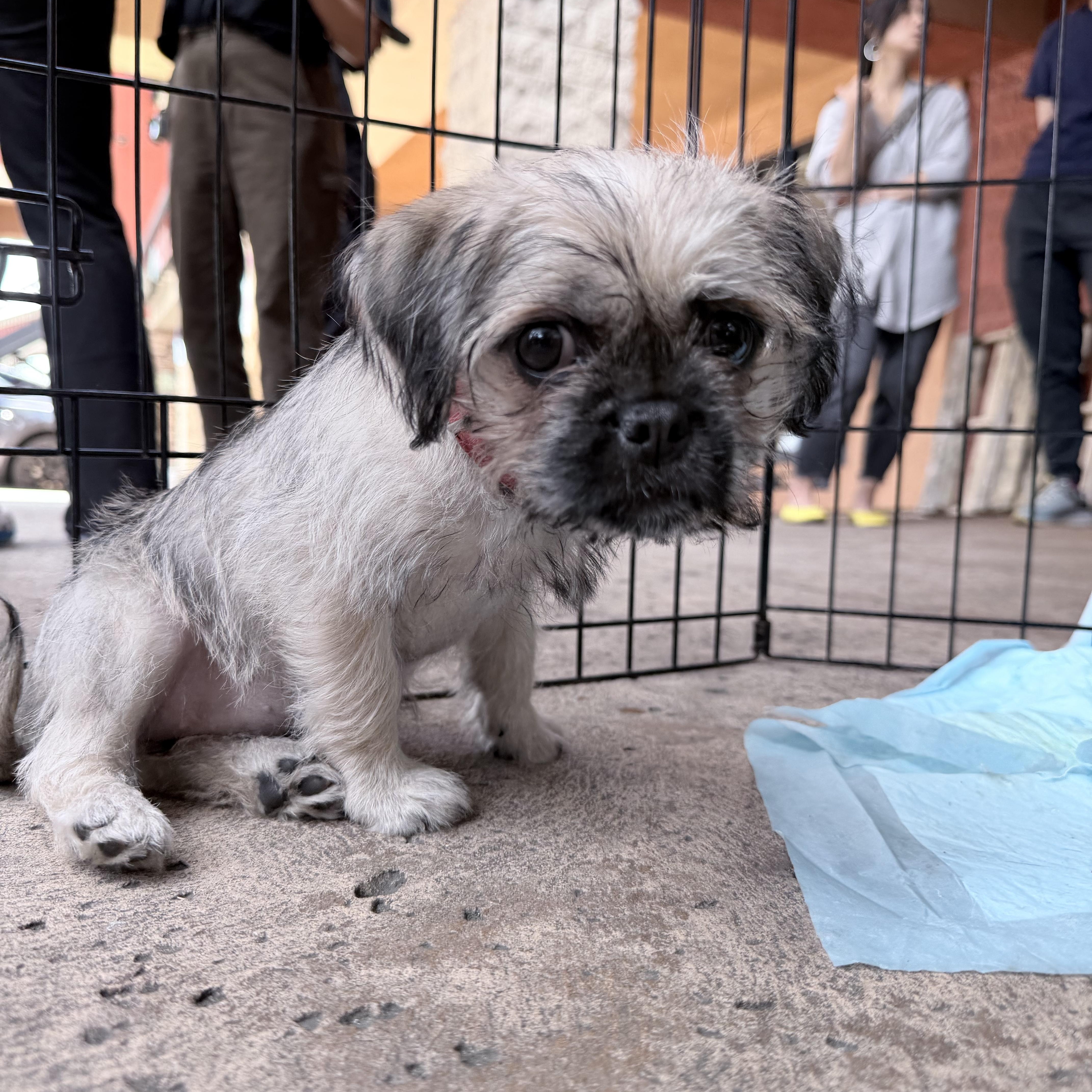 Enlarge Chloe, a ADOPTABLE mixed breed in West Covina, CA image 2/6