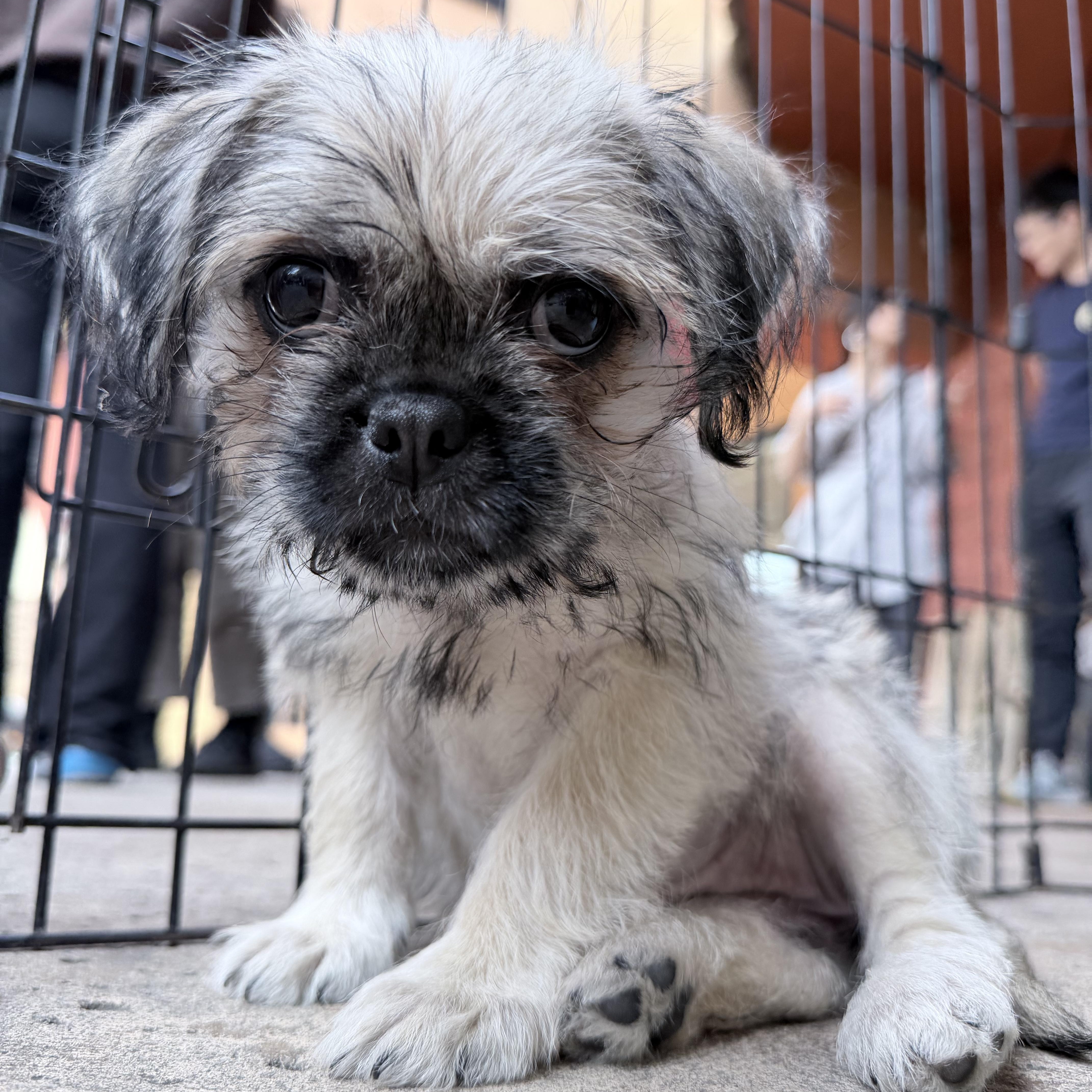 Chloe, ADOPTABLE, Puppy Female Pug & Border Terrier.