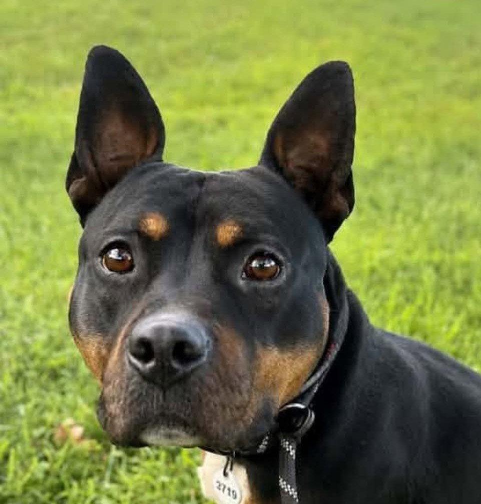 Enlarge Bronx, a Adoptable Pit Bull Terrier in Rockville, MD image 2/3