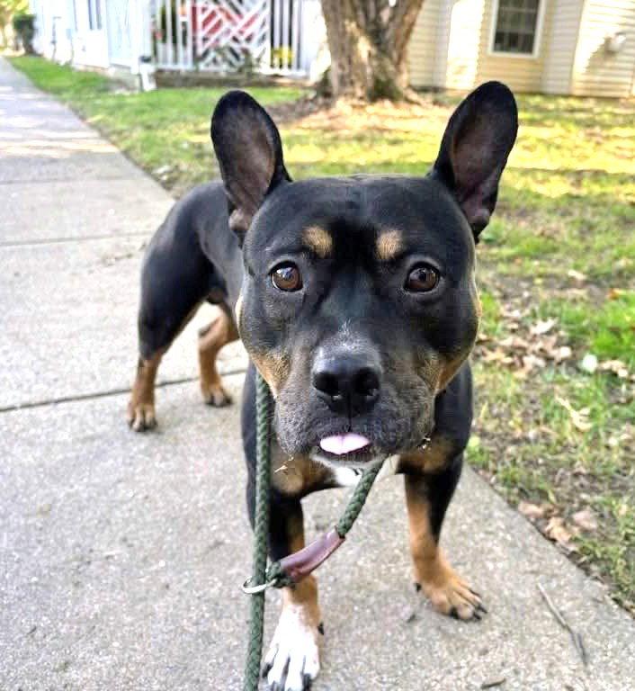 Enlarge Bronx, a Adoptable Pit Bull Terrier in Rockville, MD image 3/3