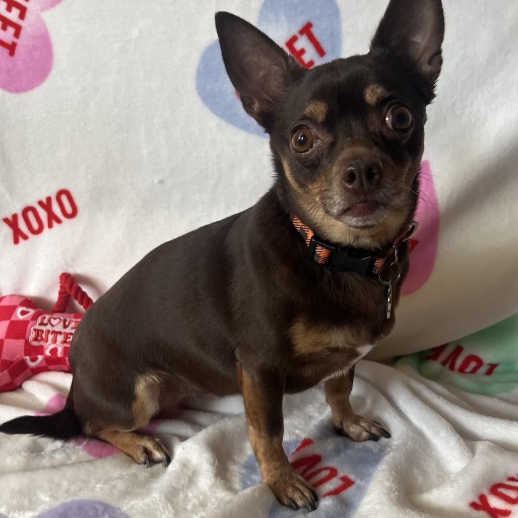 Enlarge Pooka, a Adoptable Miniature Pinscher in Las Vegas, NV image 1/2