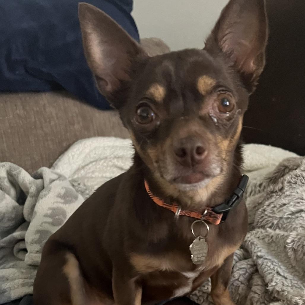 Enlarge Pooka, a Adoptable Miniature Pinscher in Las Vegas, NV image 2/2