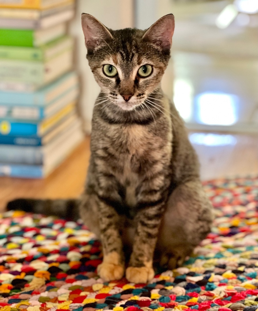 Enlarge Danaerys, a Adoptable mixed breed in Manchester, NH image 1/3