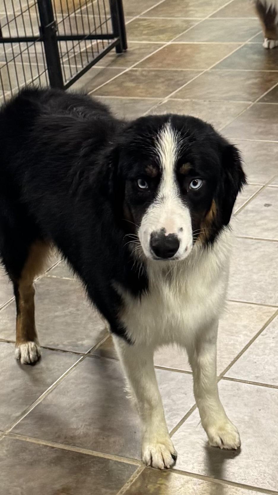 Finnegan , adopted, Young Male Australian Shepherd.