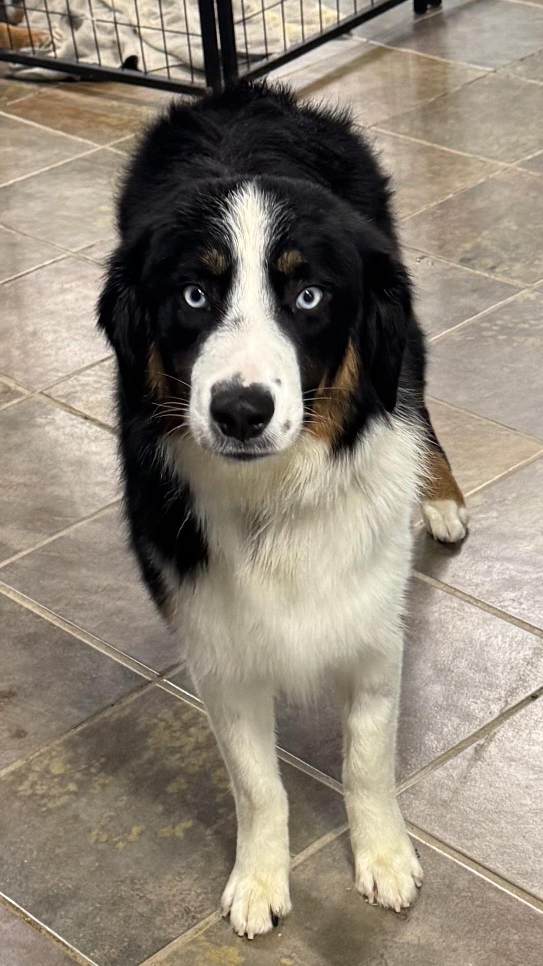 Enlarge Finnegan , an adopted Australian Shepherd in Louisburg, KS image 2/6