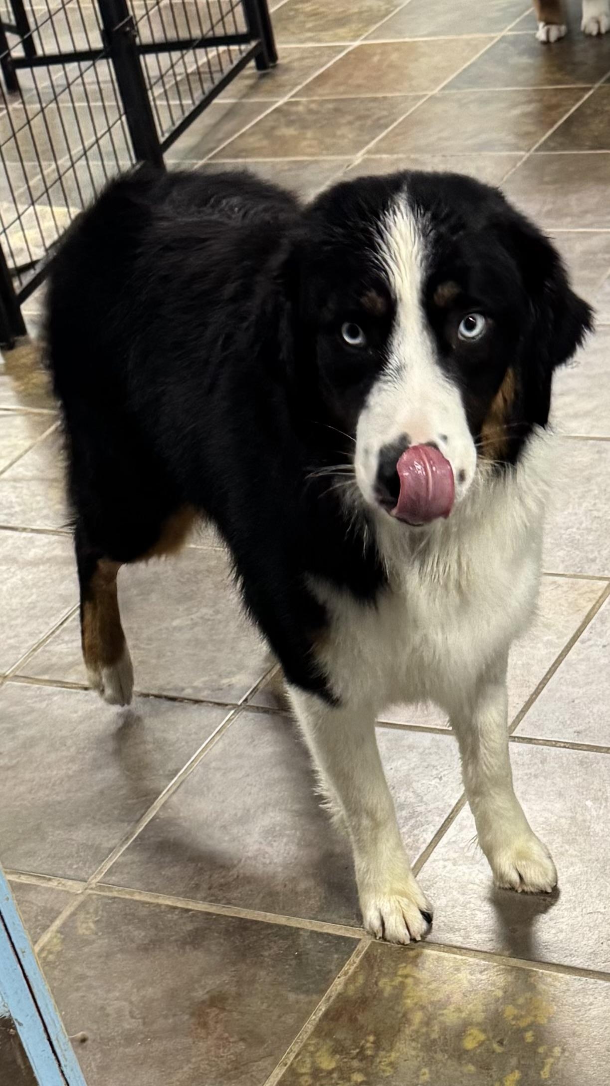 Enlarge Finnegan , an adopted Australian Shepherd in Louisburg, KS image 3/6