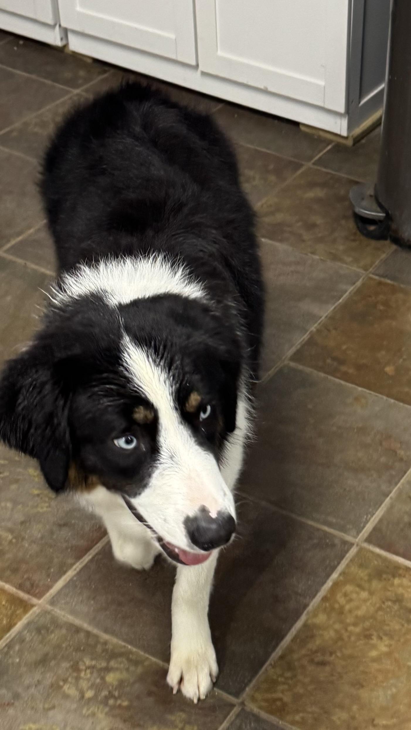 Enlarge Finnegan , an adopted Australian Shepherd in Louisburg, KS image 6/6