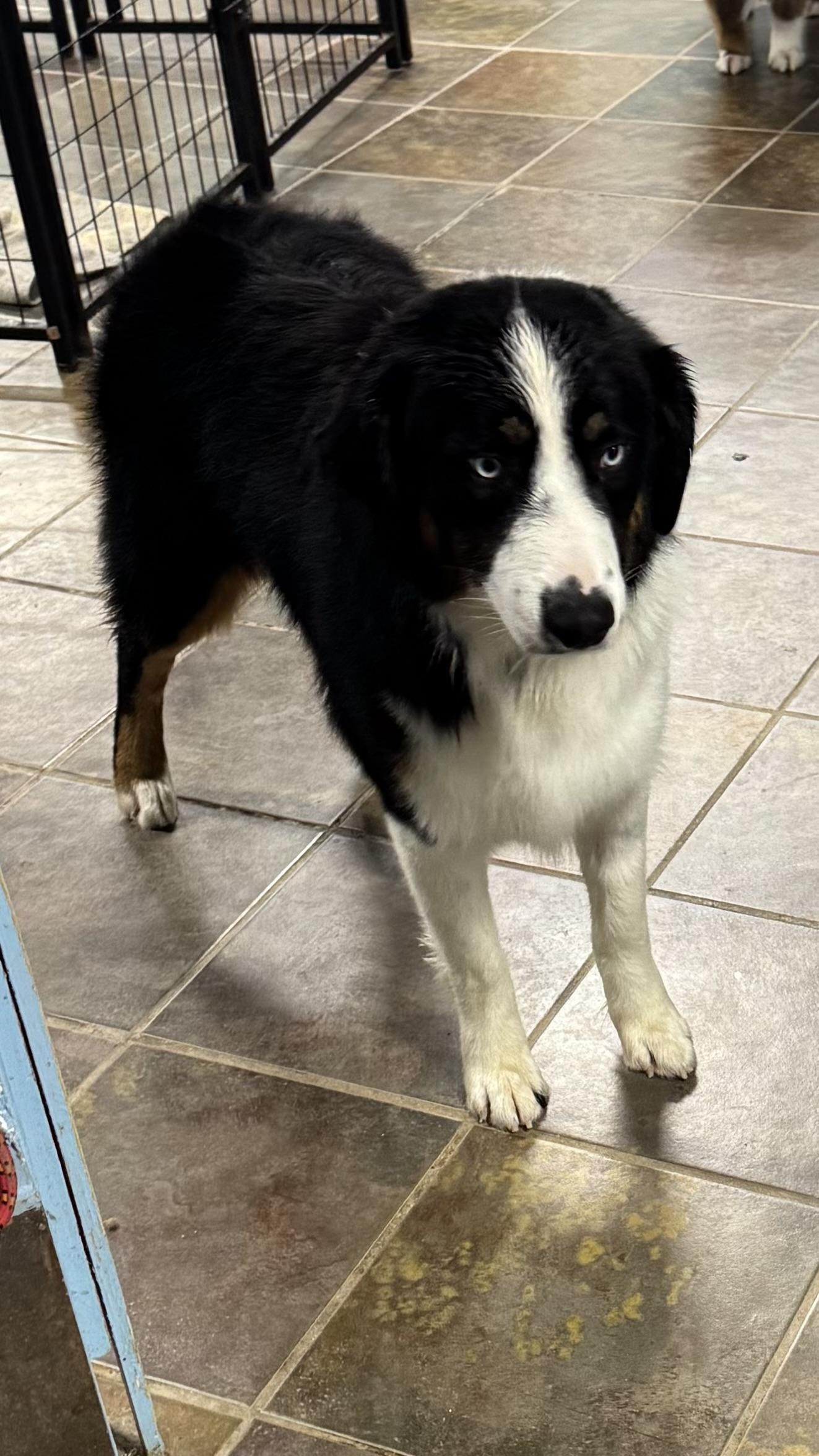 Enlarge Finnegan , an adopted Australian Shepherd in Louisburg, KS image 5/6