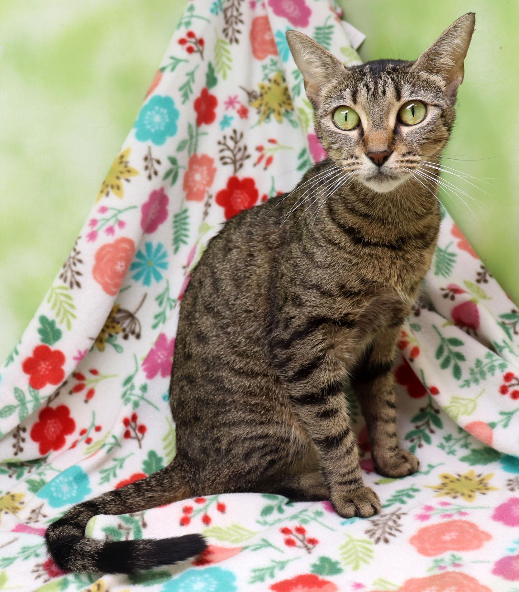 Enlarge Sadie, an adopted Domestic Short Hair in Tierra Verde, FL image 3/4
