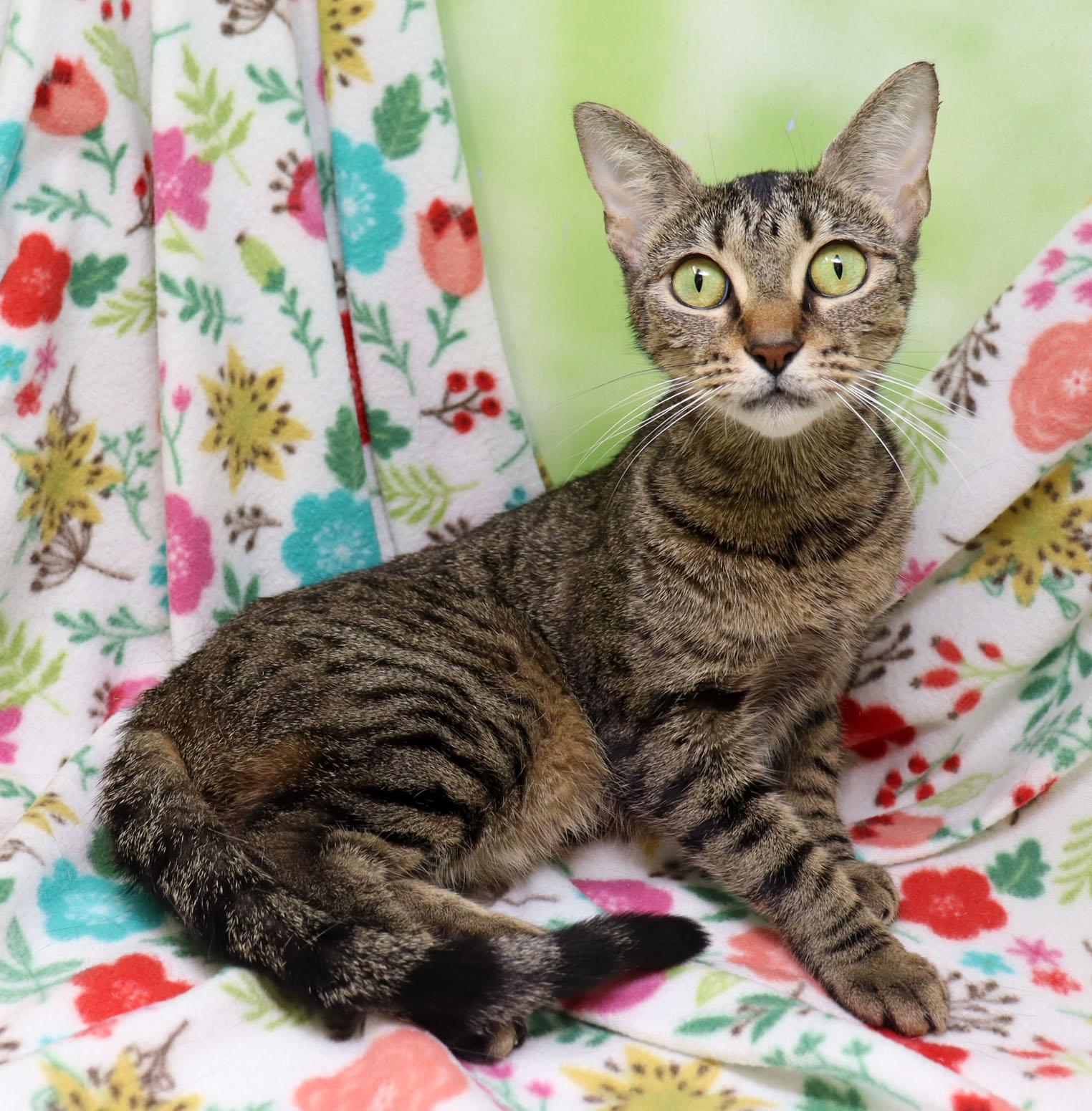 Enlarge Sadie, an adopted Domestic Short Hair in Tierra Verde, FL image 4/4