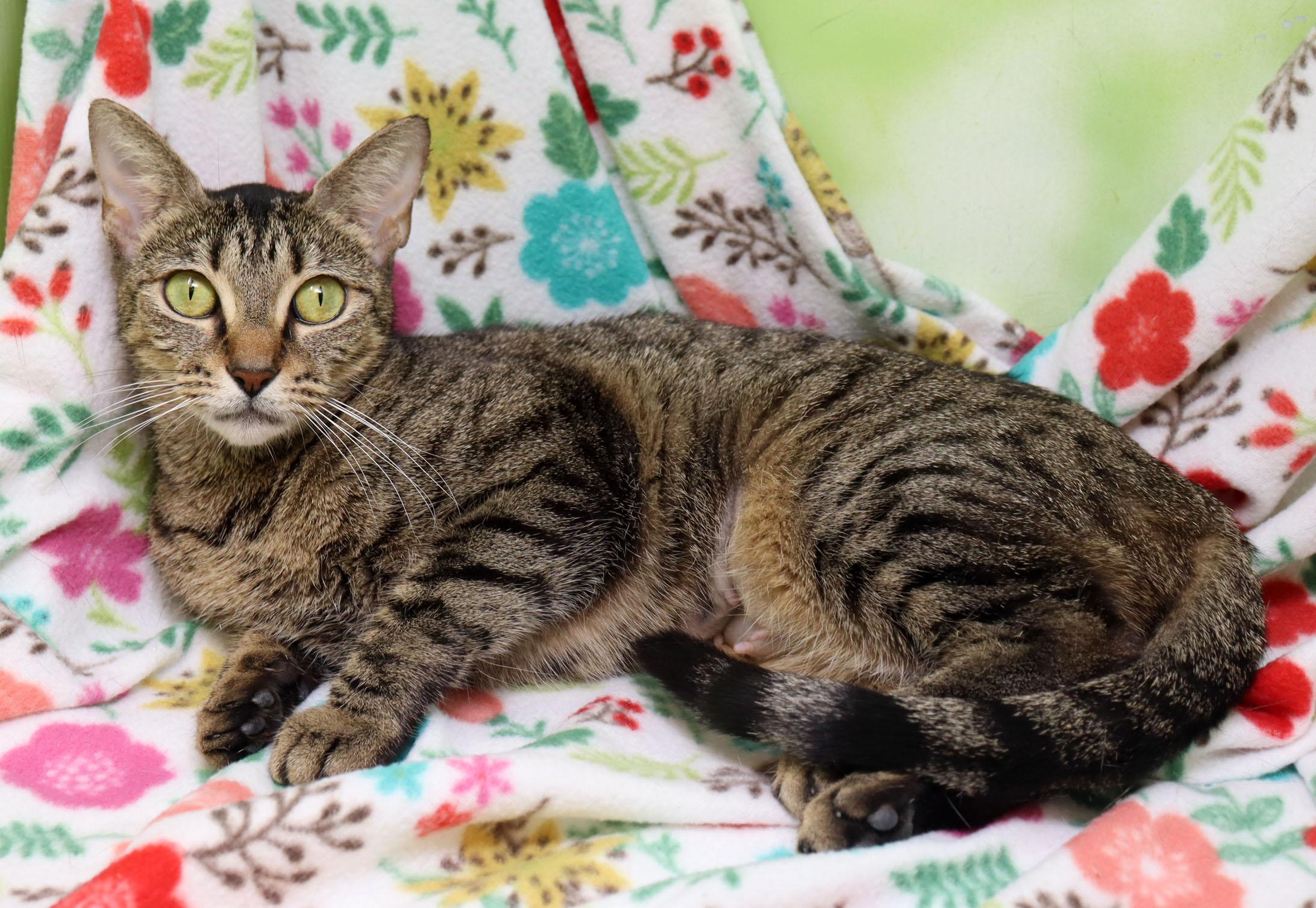 Enlarge Sadie, an adopted Domestic Short Hair in Tierra Verde, FL image 2/4
