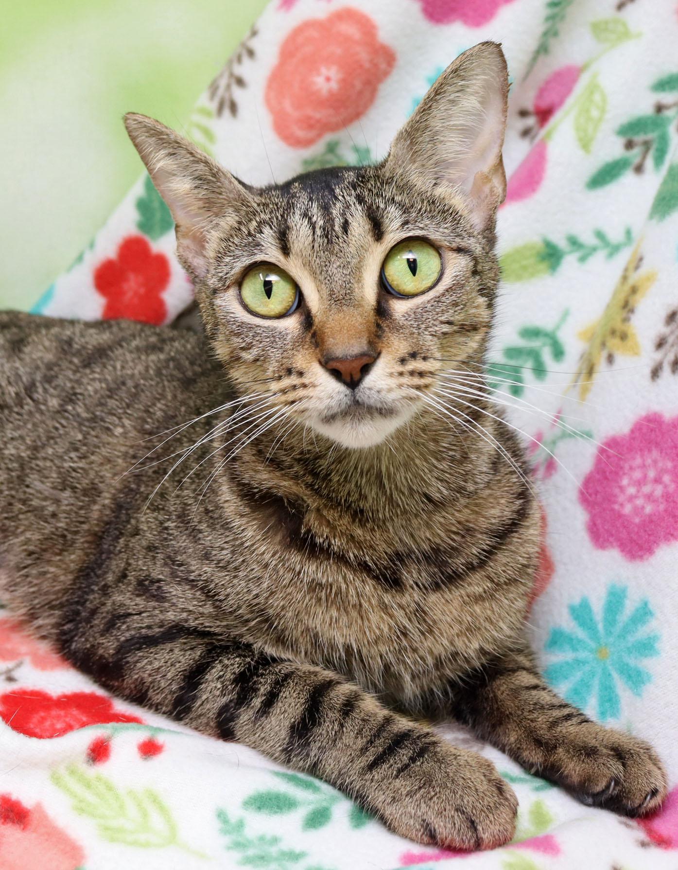 Sadie, adopted, Young Female Domestic Short Hair.