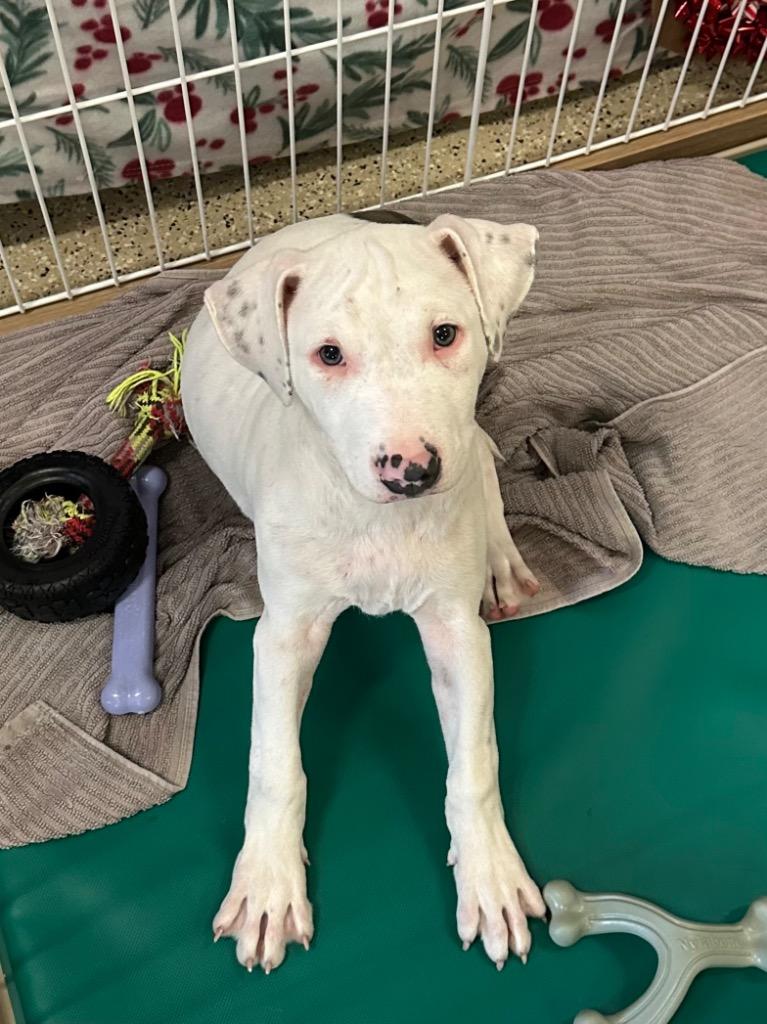 Enlarge Snickers, a Adoptable mixed breed in Newberg, OR image 1/3