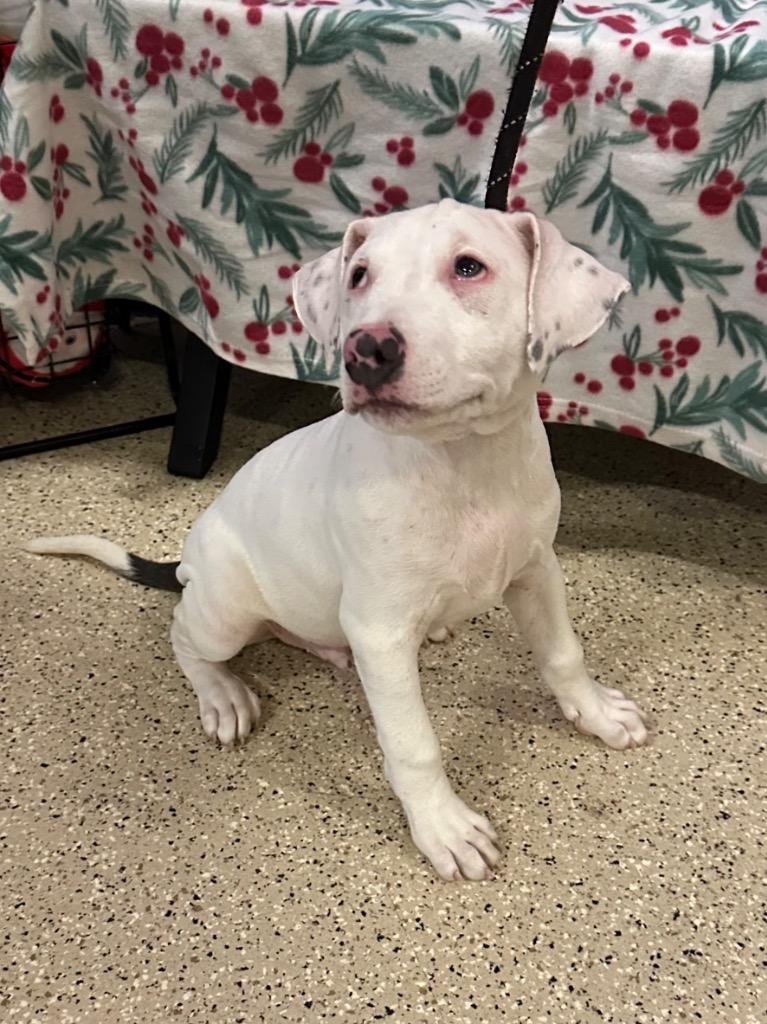 Enlarge Snickers, a Adoptable mixed breed in Newberg, OR image 2/3