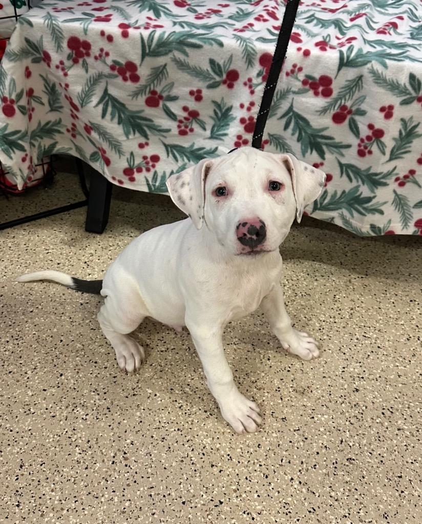 Enlarge Snickers, a Adoptable mixed breed in Newberg, OR image 3/3