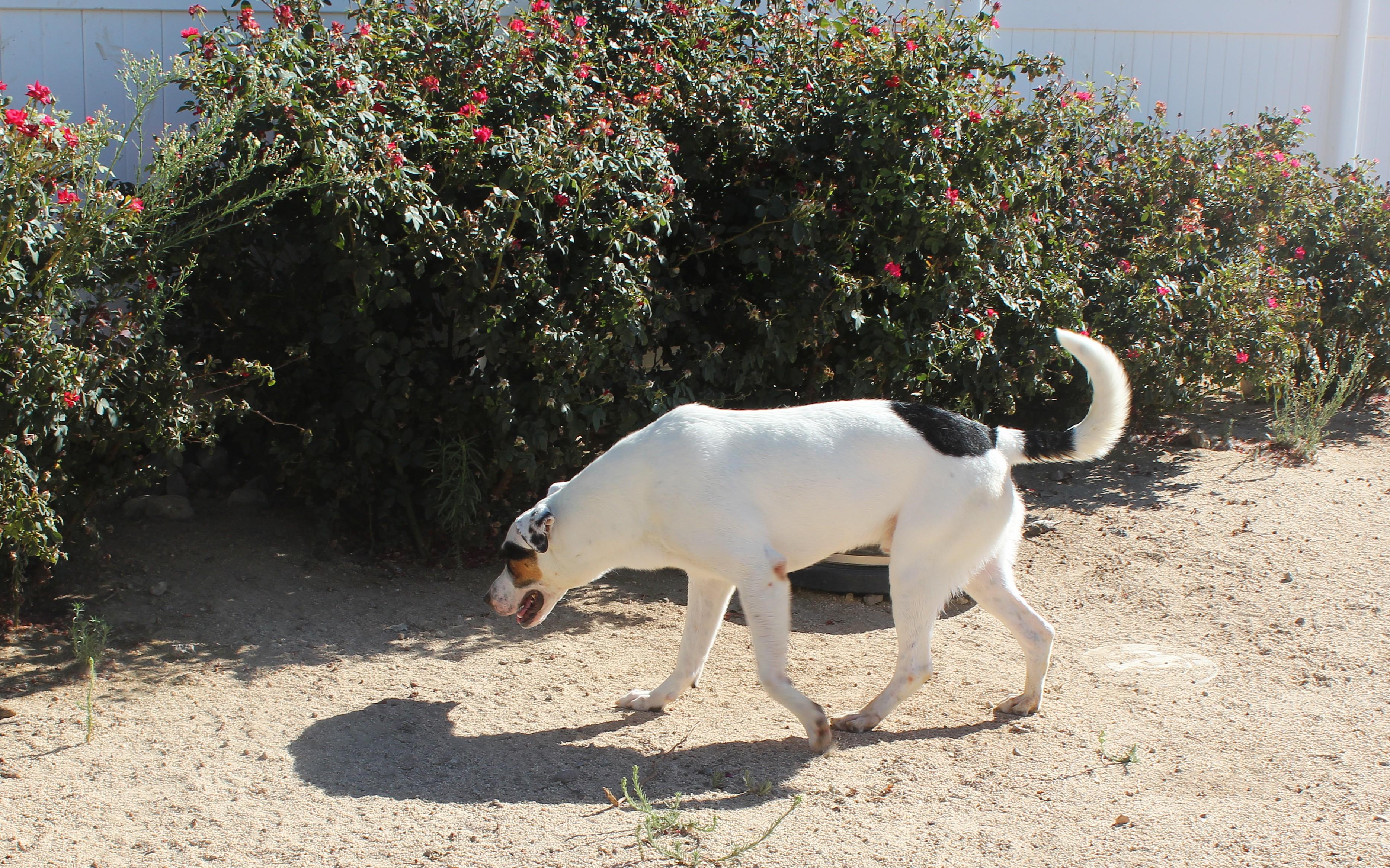 Enlarge Tom, a Adoptable mixed breed in Yucca Valley, CA image 4/6