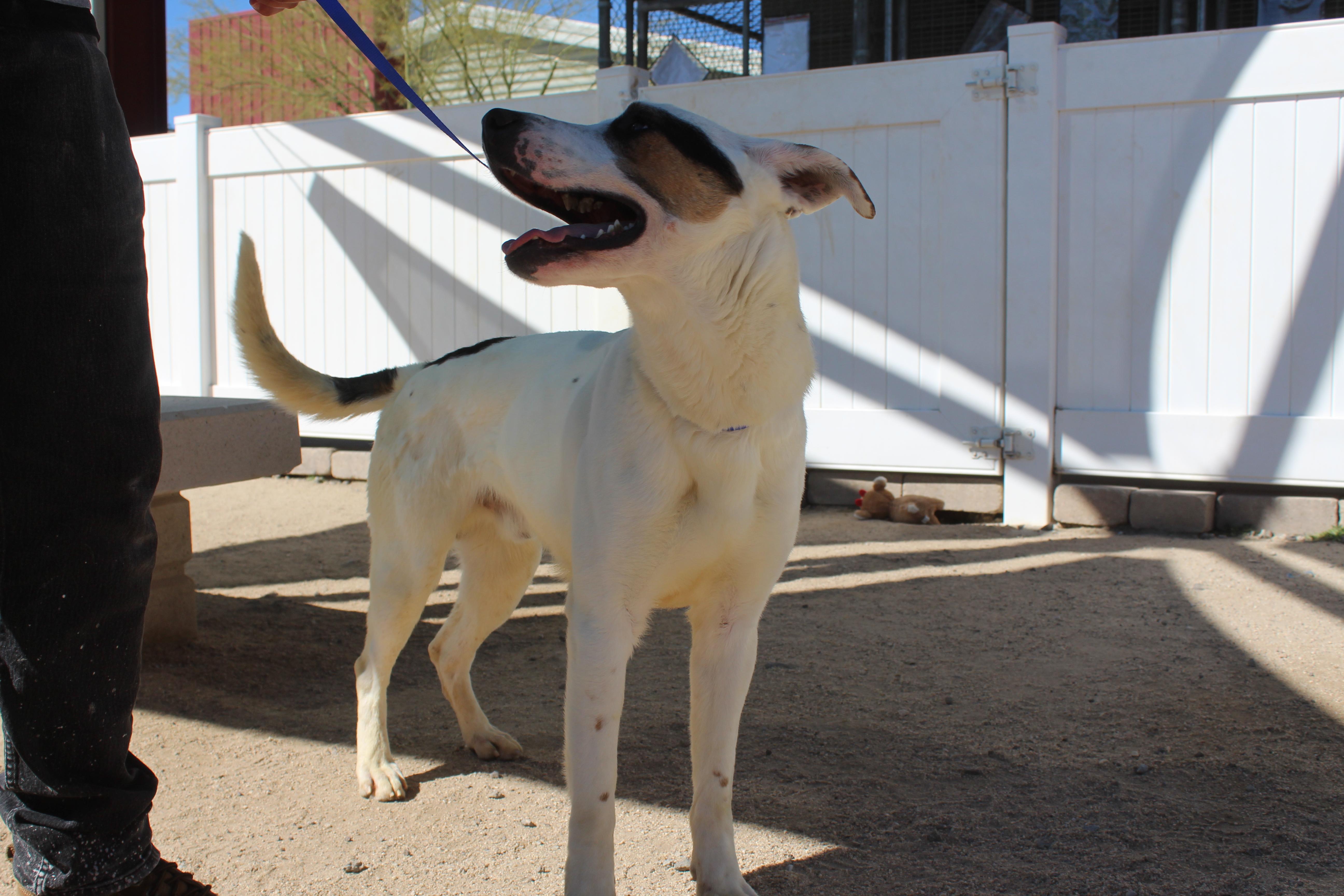 Enlarge Tom, a Adoptable mixed breed in Yucca Valley, CA image 2/3